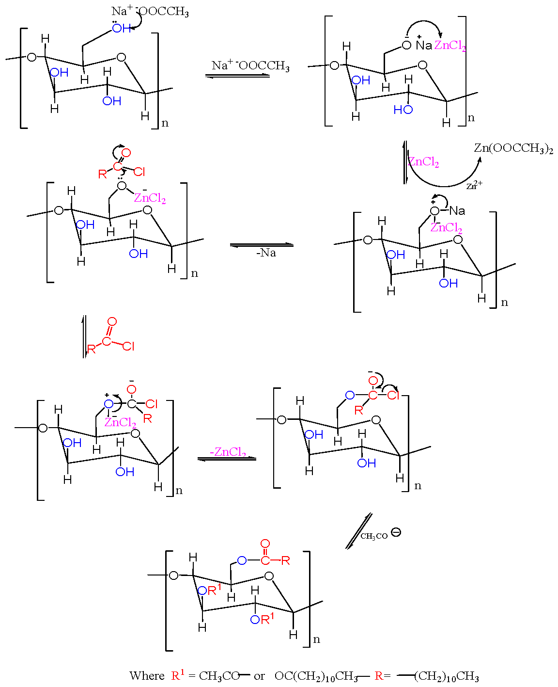 Scheme 2: Mechanism of Reaction of Cellulose with Lauroyl Chloride in Sodium Acetate/Zinc Chloride Medium.
