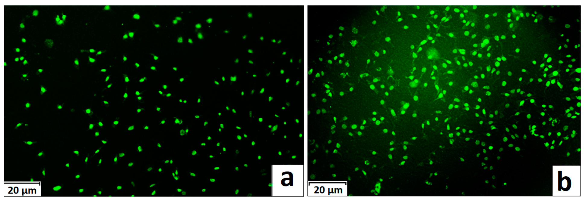 Figure 7: Photographs of films of (a) the grafted chitosan:PLA 1:3 and (b) pure chitosan after 24 h of cell incubation.
