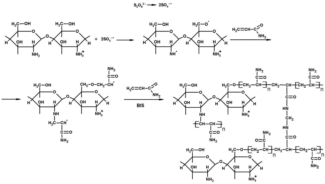 Figure 3: <p>Scheme of formation of the crosslinked chitosan/acrylamide copolymer.</p>
