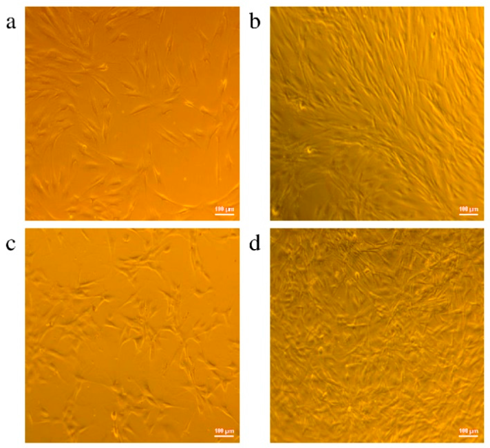 Figure 10: <p>(<strong>a</strong>,<strong>b</strong>) Images of human dermal fibroblasts grown on the surface of culture plate and (<strong>c</strong>,<strong>d</strong>) chitosan/PAA hydrogel matrices after (<strong>a</strong>,<strong>c</strong>) 1 and (<strong>b</strong>,<strong>d</strong>) 4 days of cultivation.</p>
