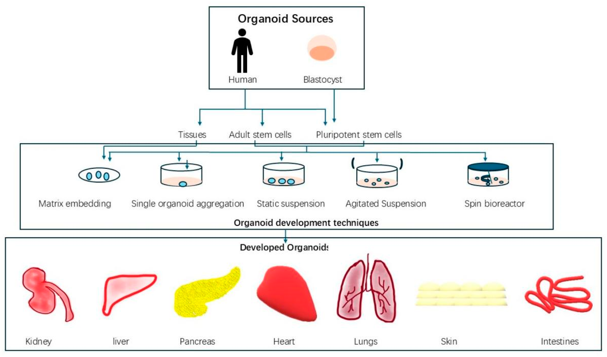 Figure 5: <p>Summary of Human Organoid Development. Created using MS Paint.</p>
