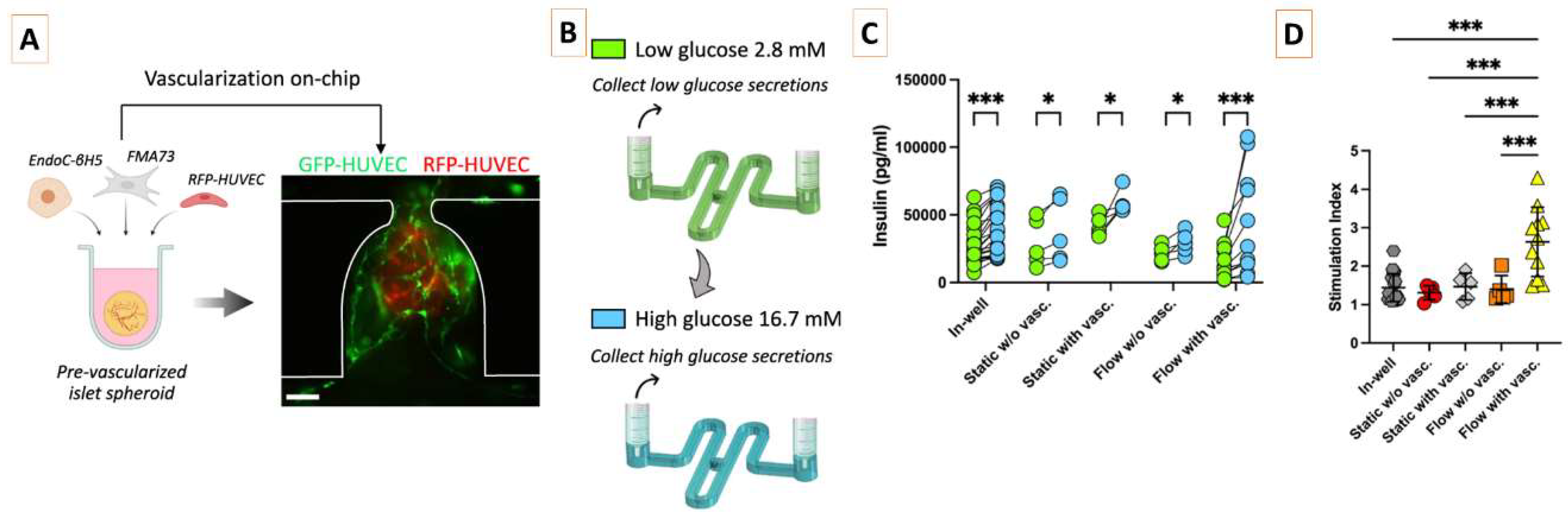 Figure 1: <p>[<strong>A</strong>] Generation of pre-vascularized pancreatic islet spheroids {involving the use of EndoC-&beta;H5 (Human primary &beta; cells), FMA73 (Primary human fibroblasts), and RFP-labelled HUVEC} for on-chip culture within an HUVEC endothelial bed and under flow conditions. Scale bar, 100 &micro;m. [<strong>B</strong>] Schematic diagram of glucose stimulation and collection of secretions performed on-chip. Comparison of the [<strong>C</strong>] insulin secretions and [<strong>D</strong>] stimulation index of the pancreatic islet spheroids between the various culture conditions. Each point on the graph represents the stimulation index of one pancreatic islet obtained from the measurement of low and high glucose stimulation. Data represents mean &plusmn; s.d. Statistical significance was attributed to values of <em>P</em>&thinsp;&lt;&thinsp;0.05 as determined by unpaired t test (two-tailed). * <em>P</em> &lt; 0.05 (<em>P</em> = 0.017 (static w/o vasc.), <em>P</em> = 0.029 (static with vasc.), <em>P</em> = 0.037 (flow without vasc.)), *** <em>P</em> &lt; 0.001. (Reproduced from Quintard et al. (2024) [<a href="#ref14">14</a>] under the provisions of <a href="http://creativecommons.org/licenses/by-nc-nd/4.0/" target="_blank" rel="noopener noreferrer">http://creativecommons.org/licenses/by-nc-nd/4.0/</a>. Copyright &copy; 2024, The Author(s). Access date: 10 May 2025).</p>
