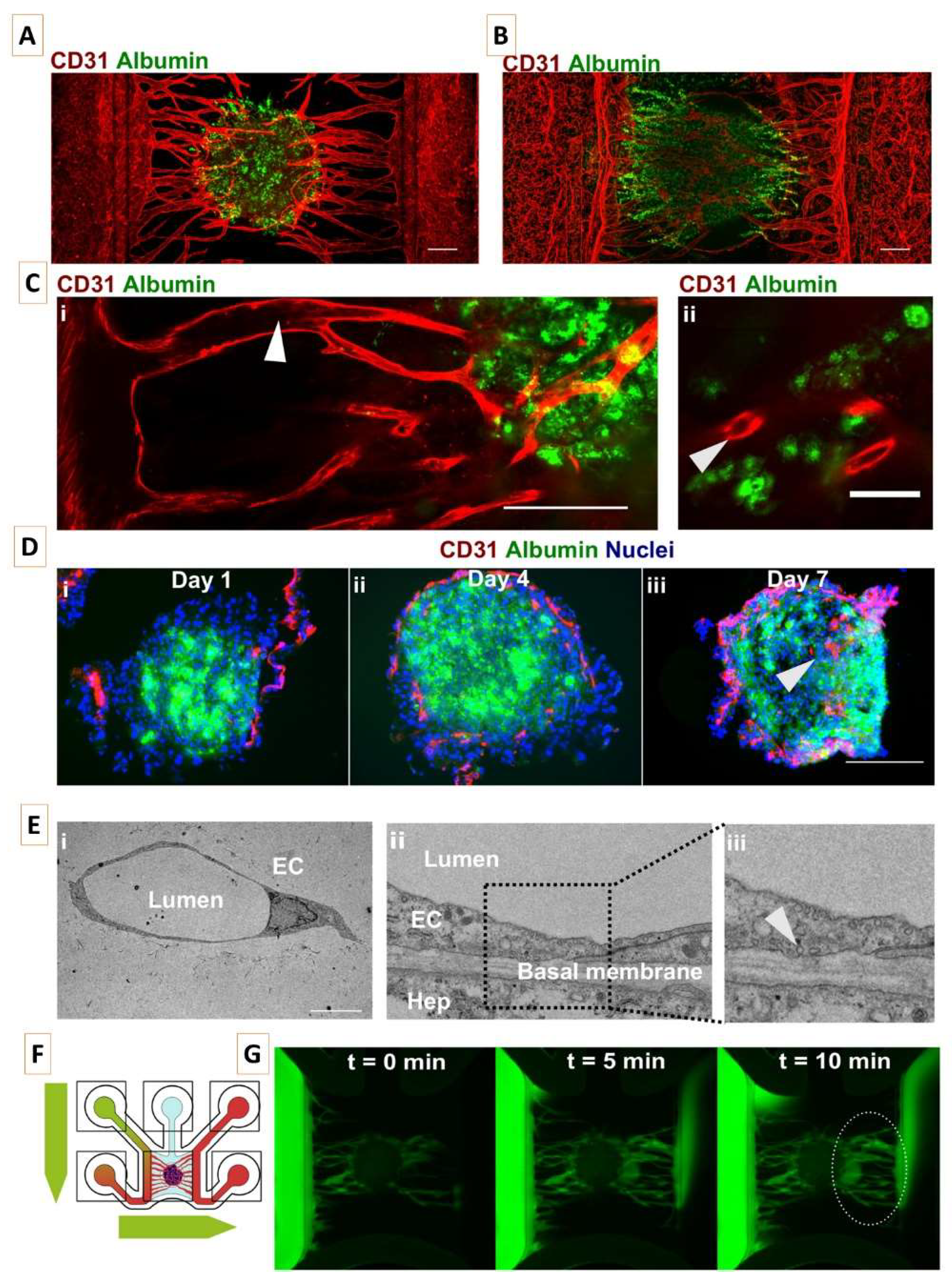 Figure 3: <p>ECs penetrate hepatic microtissues, forming lumenized, perfusable microvasculature. [<strong>A</strong>] Maximum intensity projection of hepatocyte spheroid co-cultured with microvessels for 7 days and stained against albumin (green) and CD31 (red). Scale bar: 200 &micro;m. [<strong>B</strong>] Maximum intensity projection of hepatocyte organoids co-cultured with microvessels for 21 days and stained against albumin (green) and CD31 (red). Scale bar: 200 &micro;m. [<strong>C</strong>] Single-plane confocal images of hepatocyte spheroid co-cultured with microvessels for 7 days and stained against albumin (green) and CD31 (red). Lumenized spaces are observable in the vessels connecting the main tubes to the hepatocyte spheroid (I, white arrow) and in close proximity to hepatocytes (II, white arrow). Scale bar: 200 &micro;m (i) and 50 &micro;m (ii). [<strong>D</strong>] Cryo-sections of spheroids co-cultured for 1 (i), 4 (ii), and 7 (iii) days on microvascular beds stained against albumin (green), CD31 (red), and nuclei (blue). The white arrow indicates penetration of CD31&thinsp;+&thinsp;ECs inside the hepatocyte spheroid. Scale bar: 200 &micro;m. [<strong>E</strong>] EM images of sections of hepatocyte organoids co-cultured with microvessels for 7 days, indicating ECs with distinct lumen (i) and vascular-hepatic contact point (ii) with intracellular pinocytic vesicles (iii, white arrow). Scale bar: 10 &micro;m. [<strong>F</strong>] Schematic depiction of flow through the chip to assess the perfusability of vascularized liver cultures using 150-kDa FITC-labeled dextran. [<strong>G</strong>] Over-time fluorescence microscopy images of 150-kDa FITC-labeled dextran perfusing a hepatocyte spheroid co-cultured for 7 days with microvessels. Dotted ellipse indicates FITC-labeled dextran emerging from the spheroid and flowing in the lateral perfusion channel (Reproduced from Bonanini et al. (2022) [<a href="#ref34">34</a>] under the provisions of <a href="http://creativecommons.org/licenses/by/4.0/" target="_blank" rel="noopener noreferrer">http://creativecommons.org/licenses/by/4.0/</a>, Copyright &copy; 2022, The Author(s). Access date: 11 May 2025).</p>
