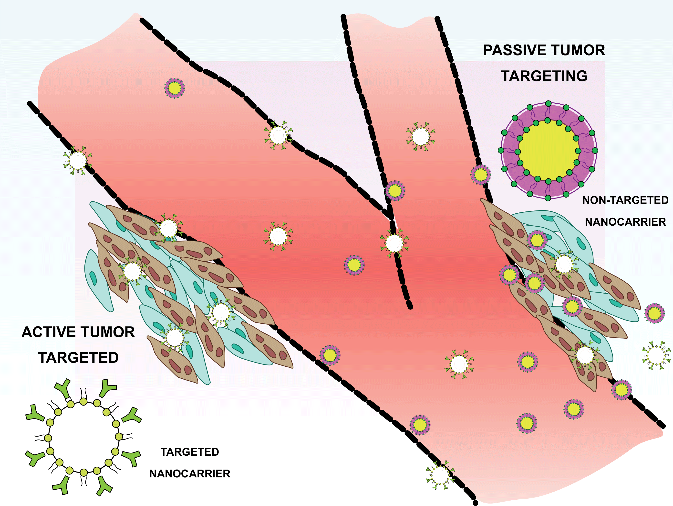 Figure 3: Comparison of passive and active nanoparticle targeting to tumors. Passive targeting relies on the Enhanced Permeability and Retention (EPR) effect, while active targeting employs molecules that specifically bind to tumor cells (adapted from [109], Copyright &copy; 2021 by the authors).