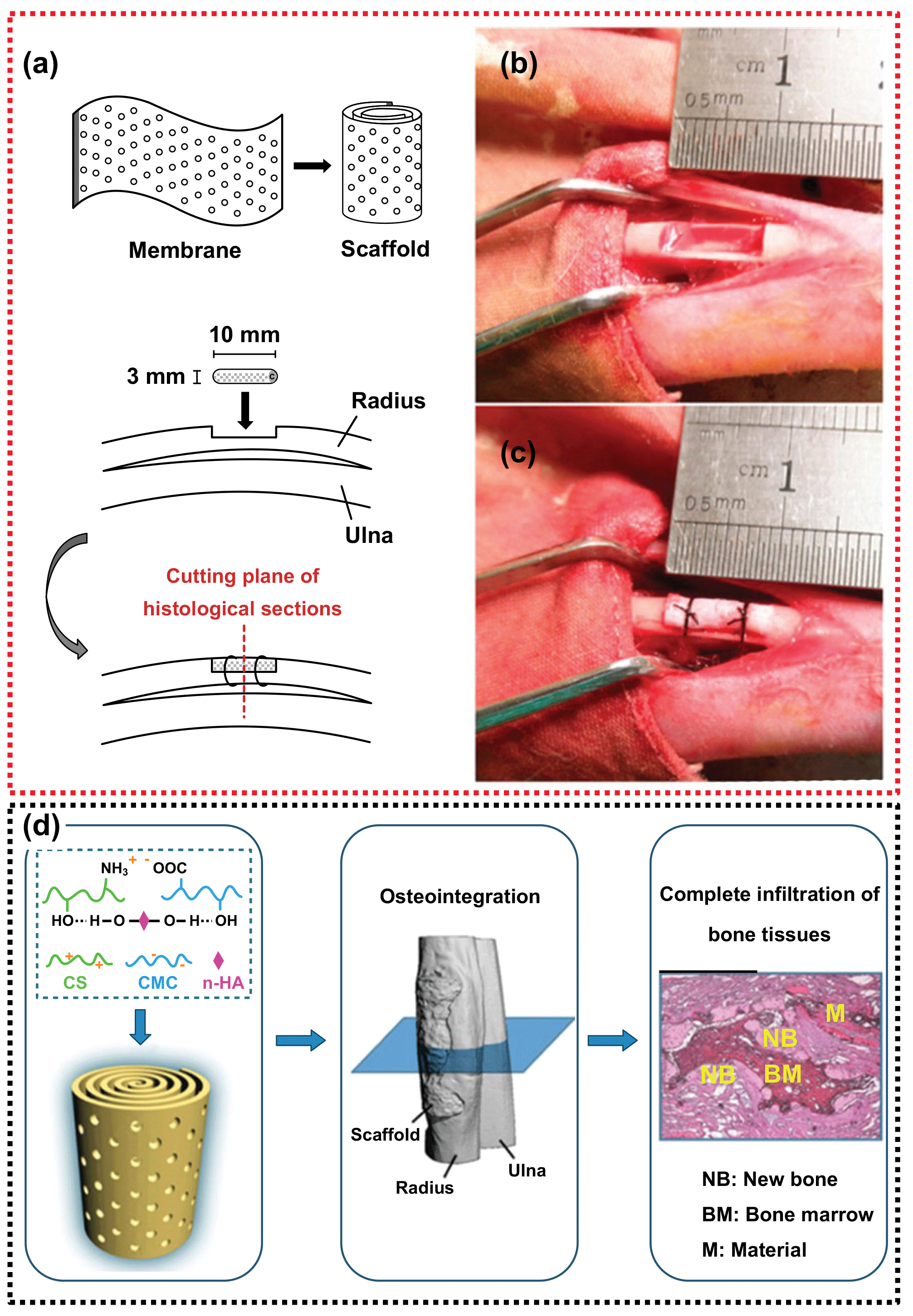 Figure 4: Surgical procedure for scaffold implantation: (a) the general procedure, (b) bone defect in a rabbit&rsquo;s radius, (c) scaffold insertion and fixation, and (d) spiral-shaped scaffold composed of chitosan, cellulose, and nano-hydroxyapatite, mimicking natural tissue architecture (reprinted with permission from [137], Copyright &copy; 2013 ACS publishing group).