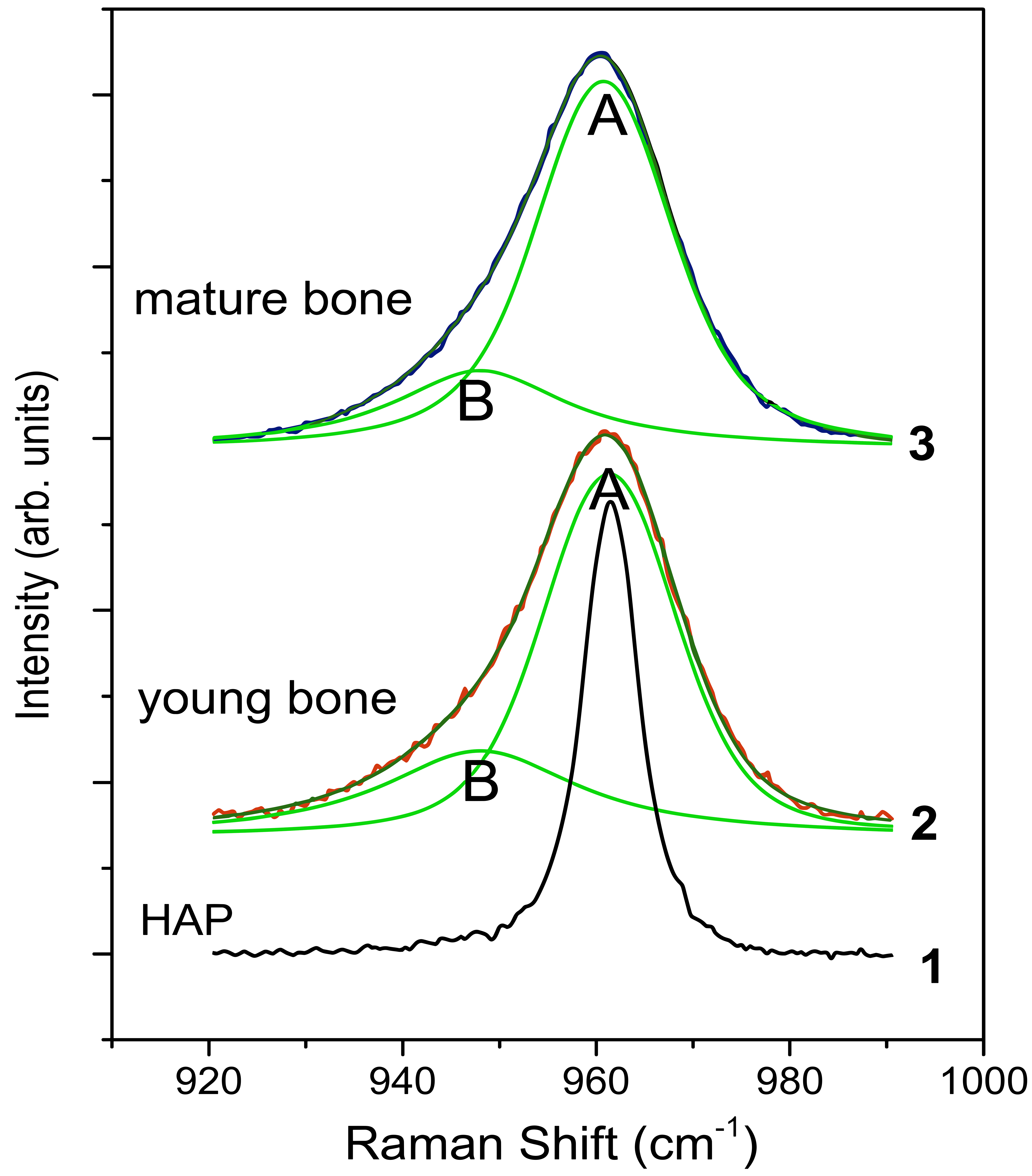 Figure 3: <p>Experimental Raman spectra in the narrow interval 920&ndash;990 cm<sup>&minus;1</sup>. The measured v<sub>1</sub>[PO<sub>4</sub><sup>3&minus;</sup>]-band in young and mature bone are shown as symbols, and the fitted bands are shown as thin lines. The extracted <em>A</em> and <em>B</em> components are shown as green lines. The v<sub>1</sub>[PO<sub>4</sub><sup>3&minus;</sup>] band in the HAP reference is also shown.</p>