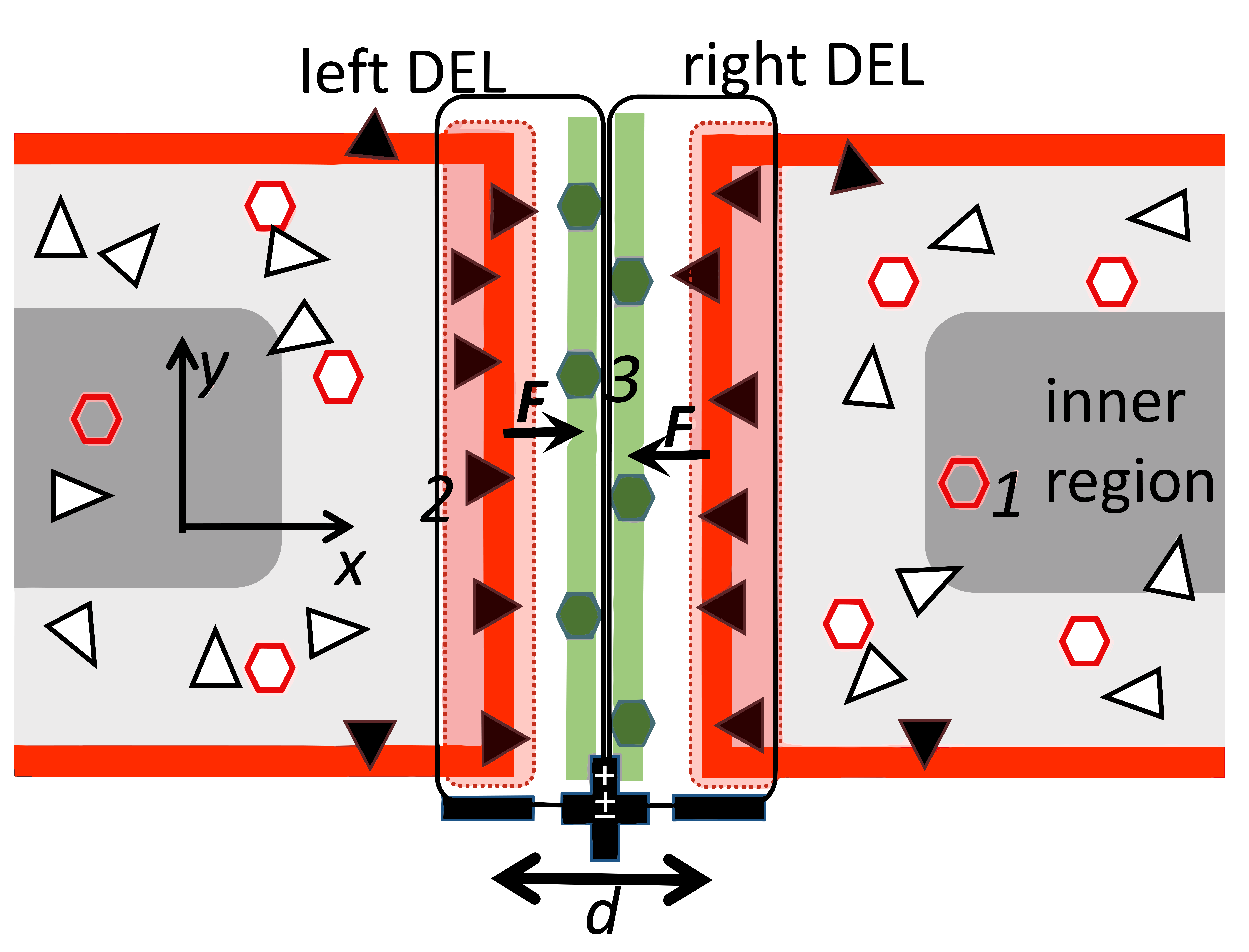 Figure 4: <p>Schematic presentation of the contact region between two neighboring nanocrystals in bone; the solid red and green stripes refer to negatively and positively charged nanolayers of two DELs (see text). Black and white triangles refer to OH<sup>&minus;</sup> on the surface and OH<sup>&minus;</sup> vacancies in the bulk; white and green hexagons refer to Ca<sup>2+</sup> vacancies and Ca<sup>2+</sup>(H<sub>2</sub>O)<sub>n</sub> clusters in hydrated layers, respectively. The inner region (see text) of HAPNs is darkened.</p>