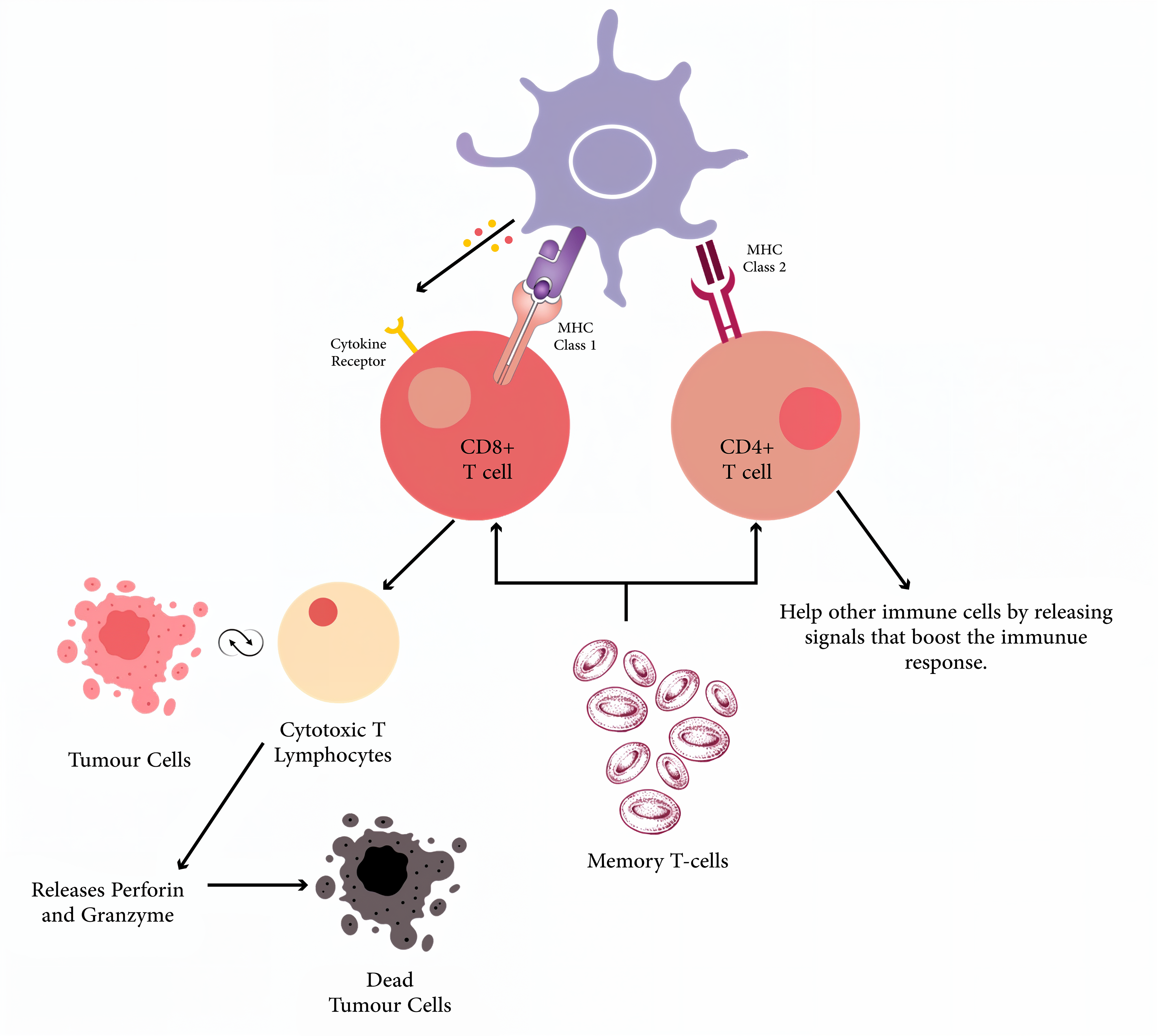 Figure 2: Mechanism of Neoantigen Vaccine Function.
