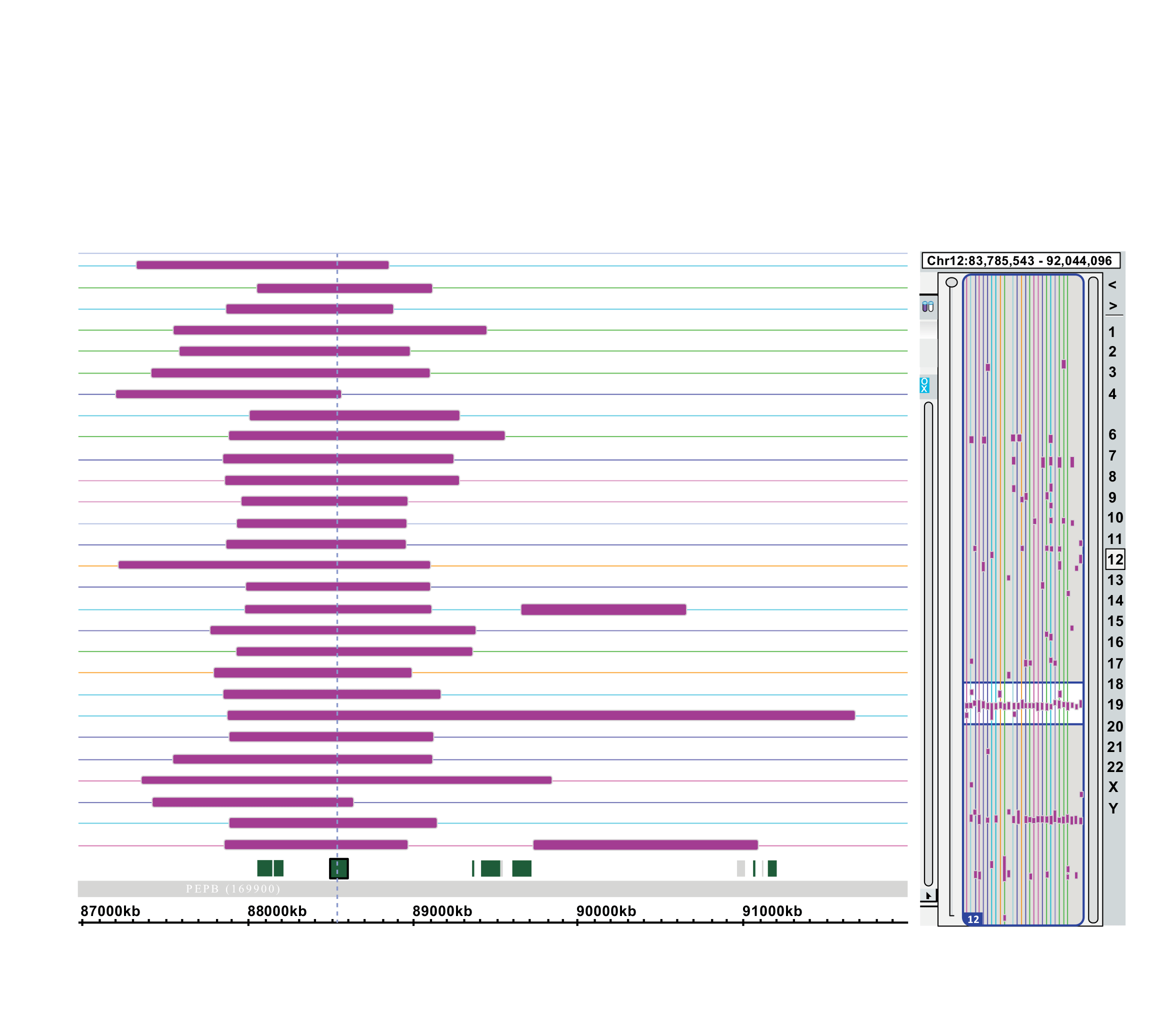 Figure 2: <p>ChAS plot illustrating the sizes and positions of cn-LOH regions (shown in purple) on chromosome 12q21.32 in healthy individuals. The genomic position of the RE <em>KITLG</em> is indicated by a blue dashed vertical line.</p>