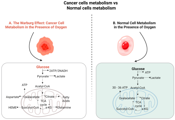 Figure 1: <p>Comparative Overview of Metabolic Pathways in Cancer Cells and Normal Cells Under Aerobic Conditions. (<strong>A</strong>) Cancer Cell Metabolism (Warburg Effect): Despite sufficient oxygen availability, cancer cells markedly increase glucose uptake and preferentially undergo aerobic glycolysis, converting glucose primarily into lactate&mdash;a phenomenon termed the Warburg effect. This metabolic reprogramming results in the production of only 2 ATP molecules per glucose molecule but significantly accelerates the synthesis of biosynthetic intermediates such as acetyl-CoA, citrate, and &alpha;-ketoglutarate. These metabolites serve as precursors for macromolecules critical to rapid tumor growth, including nucleotides, amino acids, and fatty acids, thus fulfilling the high biosynthetic and antioxidant demands of proliferating cancer cells. (<strong>B</strong>) Normal Cell Metabolism: Under aerobic conditions, normal (non-transformed) cells predominantly utilize oxidative phosphorylation to meet their energy requirements. Glucose is metabolized through glycolysis and fully oxidized in the mitochondria via the tricarboxylic acid (TCA) cycle, generating approximately 30&ndash;36 ATP molecules per glucose molecule. Lactate production is limited, as metabolic intermediates such as acetyl-CoA and citrate are predominantly directed toward mitochondrial respiration and energy generation rather than anabolic biosynthesis. This efficient energy-producing metabolism maintains cellular homeostasis and supports routine physiological functions.</p>
