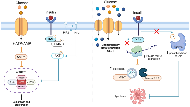 Figure 2: <p>Detailed Molecular Mechanisms Underlying the Enhanced Chemotherapeutic Effect Observed with Insulin Potentiation Therapy (IPT). Left Panel (Insulin alone): Insulin binds to insulin receptors on cancer cells, activating the PI3K/AKT and MAPK signaling pathways, leading to increased cellular metabolism, proliferation, and survival. This activation promotes glucose uptake through GLUT transporters and enhances anabolic processes supporting cell growth. Right Panel (Insulin combined with Chemotherapy): Insulin pretreatment potentiates chemotherapy efficacy by multiple mechanisms. Insulin signaling enhances the translocation of glucose transporters (GLUT-1 and GLUT-3) to the cell membrane, facilitating increased uptake of glucose and concurrently promoting enhanced intracellular accumulation of chemotherapeutic agents. Additionally, insulin reduces the expression of key signaling molecules such as PIK3CA and GRB2 at both the mRNA and protein levels, resulting in diminished cell survival signals relative to chemotherapy alone. Concurrently, insulin treatment upregulates the expression of pro-apoptotic and autophagy-related proteins, promoting cellular apoptosis and autophagic responses. Furthermore, insulin treatment inhibits survivin phosphorylation and activation, thereby removing its anti-apoptotic effects, ultimately leading to enhanced apoptosis and improved therapeutic outcomes.</p>
