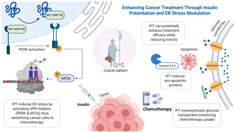 Figure 3: <p>Proposed Molecular Synergy of Insulin Potentiation Therapy (IPT) Combined with Endoplasmic Reticulum (ER) Stress Modulation for Enhanced Cancer Therapeutic Outcomes. IPT enhances the efficacy of chemotherapy by triggering ER stress, primarily via activation of the PERK/eIF2&alpha; signaling pathway, leading to heightened cellular stress responses that sensitize cancer cells to chemotherapeutic agents. Concurrently, IPT augments apoptotic signaling pathways, particularly through the activation of executioner caspases (caspase-3 and caspase-8), promoting programmed cell death. Additionally, IPT-mediated insulin signaling results in increased expression and membrane localization of glucose transporters (GLUTs), facilitating greater cellular uptake and intracellular accumulation of chemotherapy drugs. This integrative approach leverages the dual mechanism of enhanced ER stress signaling and apoptosis induction, highlighting IPT&rsquo;s potential to improve therapeutic efficacy while reducing chemotherapy-associated toxicity.</p>

