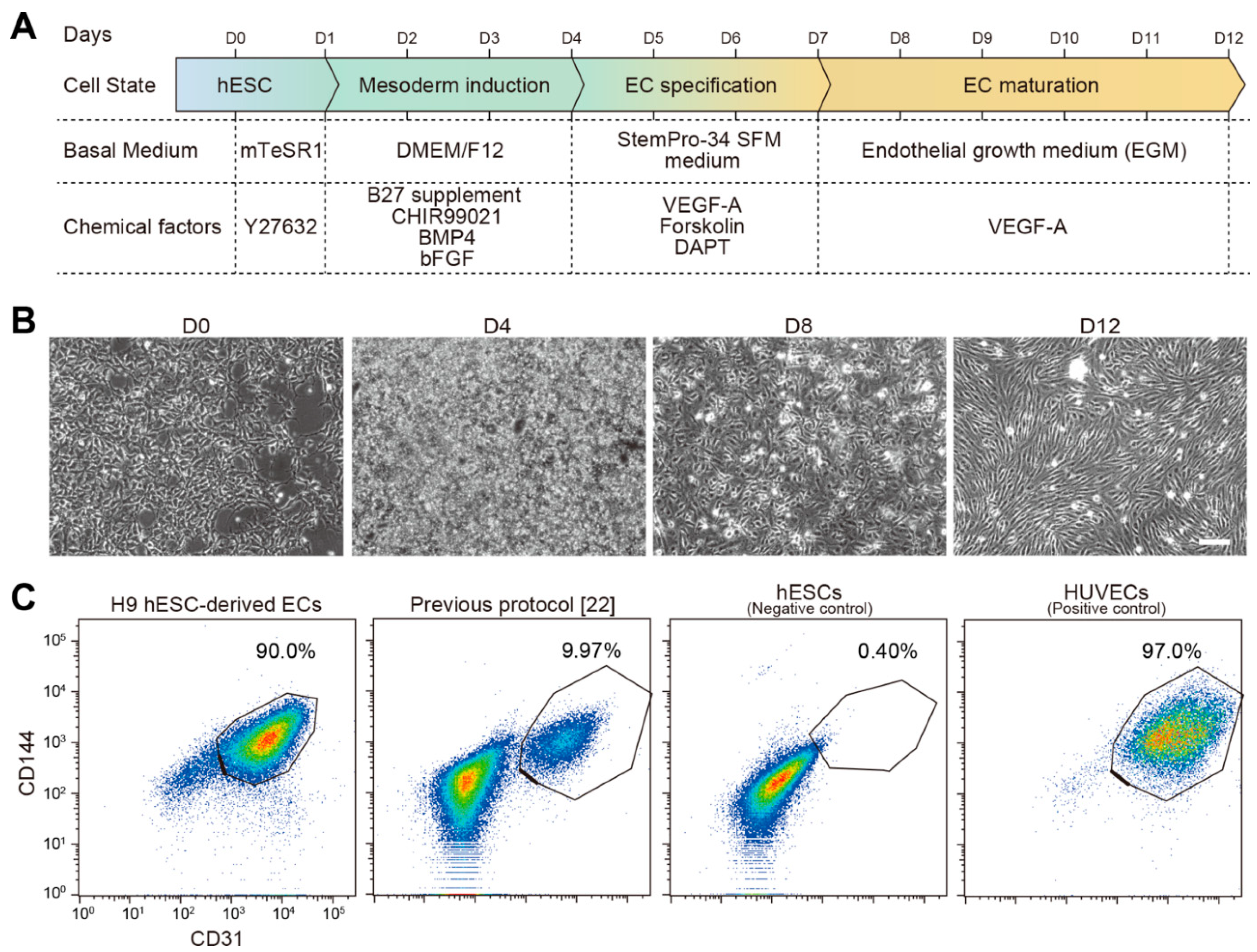 Figure 1: Efficient differentiation of hESCs into endothelial cells. (A) Schematic illustration of the protocol to generate endothelial cells (ECs) from human embryonic stem cells (hESCs): brief Wnt activation with CHIR99021 followed by notch inhibition with DAPT. (B) Phase-contrast micrographs of cells during differentiation from H9 hESCs to ECs. Scale bar, 100 &micro;m. (C) Representative flow-cytometric graphs for CD144 (VE-cadherin) and CD (PECAM-1) in ECs. Shown left to right: H9 hESC-derived ESCs in this study, H9 hESC-derived ECs with the previous protocol [22], undifferentiated H9 hESCs as a negative control, and HUVECs as a positive control. Percentiles of CD144+ CD31+ cells are noted for each graph.