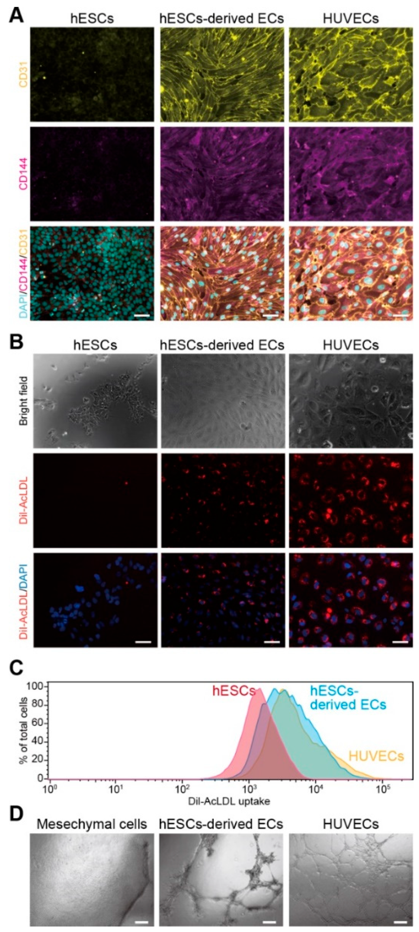 Figure 2: Phenotypic and functional characterization of hESC-derived endothelial cells. (A) Immunofluorescence staining for PECAM-1/CD31 (yellow) and VE-cadherin/CD144 (magenta); nuclei counterstained with DAPI (cyan). Undifferentiated H9 hESCs and mesenchymal cells serve as negative controls, HUVECs as a positive control. Scale bar, 100 &micro;m. (B) Functional uptake of DiI-acetylated LDL (Dil-AcLDL), a hallmark of endothelial cells, was visualized by fluorescence microscopy. Scale bar, 100 &micro;m. (C) Flow cytometry analysis further confirms the efficient uptake of Dil-AcLDL in hESC-derived EC and HUVEC populations. (D) A three-dimensional sprouting assay demonstrates the angiogenic potential of hESC-derived ECs. The cells successfully form capillary-like networks, similar to HUVECs, a capability not observed in the negative control of mesenchymal cells. Scale bar, 100 &micro;m.