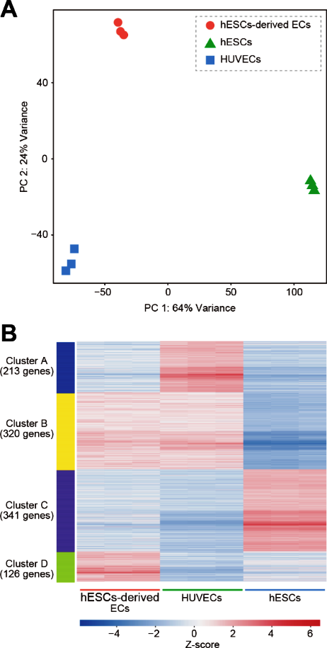 Figure 3: Transcriptional comparison of hESC&minus;derived endothelial cells, undifferentiated hESCs, and HUVECs (BRB&minus;seq). (A) Principal&minus;component analysis of BRB&minus;seq profiles cleanly separates hESC&minus;derived ECs (pink), hESCs (green), and HUVECs (blue) into three distinct clusters. (B) Heatmap of the 1000 most variable genes, grouped by k&minus;means clustering (k = 4). Each column represents a sample; each row, a gene.