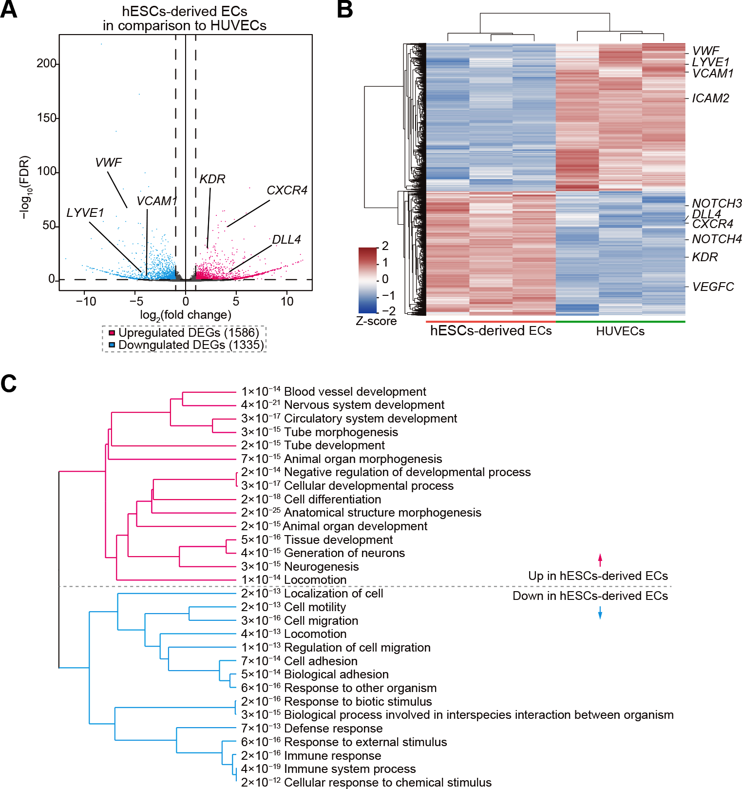 Figure 4: Differential gene&minus;expression analysis of H9 hESC&minus;derived endothelial cells versus HUVECs (BRB-seq). (A) Volcano plot of differentially expressed genes (DEGs). Red points indicate genes up&minus;regulated in hESC-derived ECs; blue points, genes up-regulated in HUVECs (|log2 fold-change| > 1, adj. p < 0.05). (B) Heatmap showing the expression of significant DEGs across individual H9 hESC-EC and HUVEC samples. (C) Gene&minus;ontology pathway enrichment of DEGs: pathways up-regulated in H9 hESC-derived ECs (left) highlight vasculogenesis and tube morphogenesis, whereas those up-regulated in HUVECs (right) relate to immune response and external-stimulus signaling.