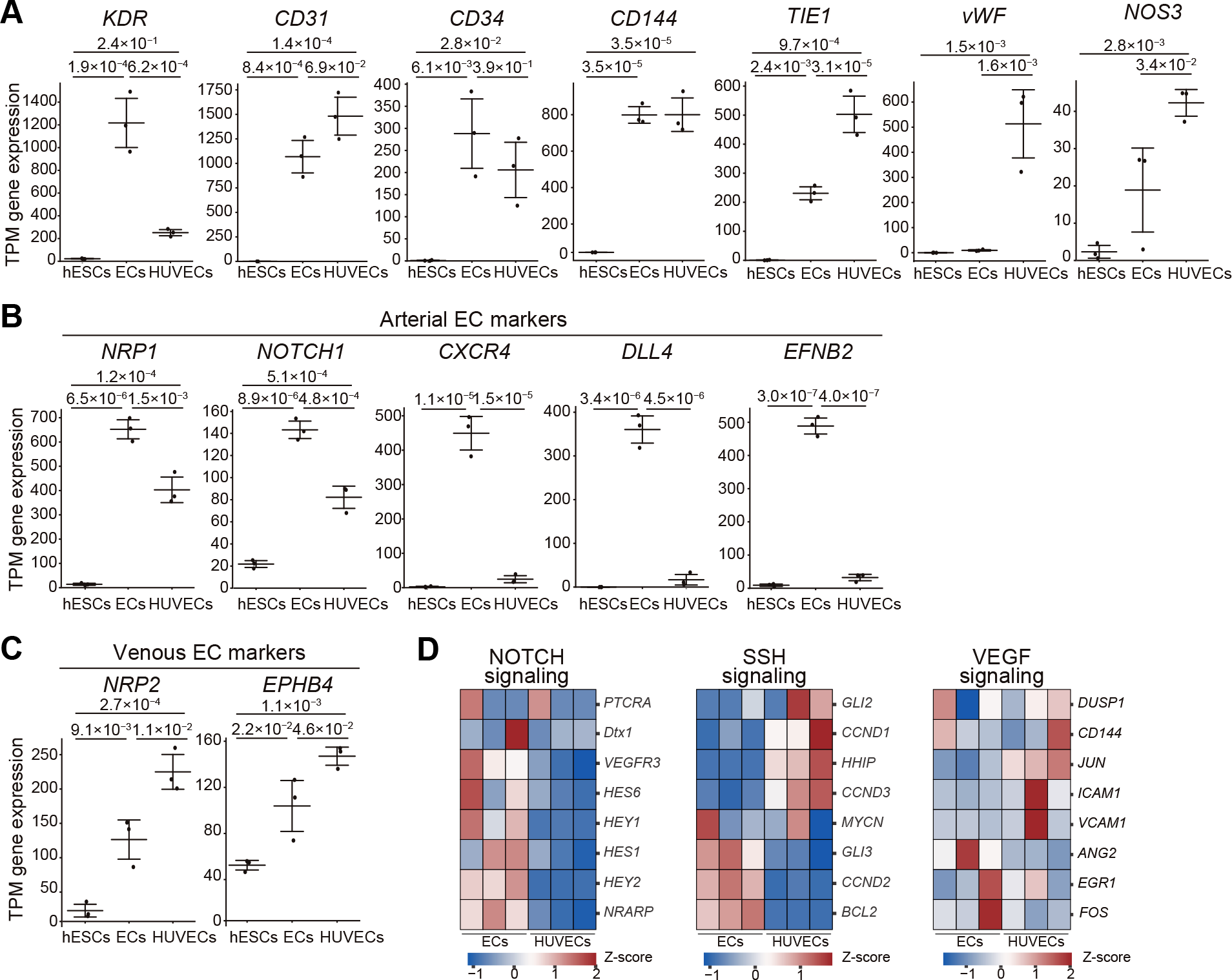 Figure 5: Endothelial marker and subtype&minus;specific gene expression. (A) Transcripts per kilobase million (TPM) for core surface markers (KDR, CD31, CD34, CD144) and functional genes (TIE1, vWF, NOS3) in hESC&minus;derived ECs, undifferentiated hESCs, and HUVECs. (B) TPM values for arterial markers (NRP1, NOTCH1, DLL4, CXCR4, EFNB2). (C) TPM values for venous markers (NRP2, EPHB4). Bars show mean &plusmn; s.d.; p values were estimated by one-way ANOVA followed by Tukey&rsquo;s post-hoc test, and displayed in the graphs. (D) The heatmap of NOTCH-, SHH-, and VEGF-signaling genes highlights stronger, more vigorous notch-target activity in hESC&minus;derived ECs, with no consistent differences in SHH or VEGF targets. Colors represent row&minus;wise z-scores of TPM.