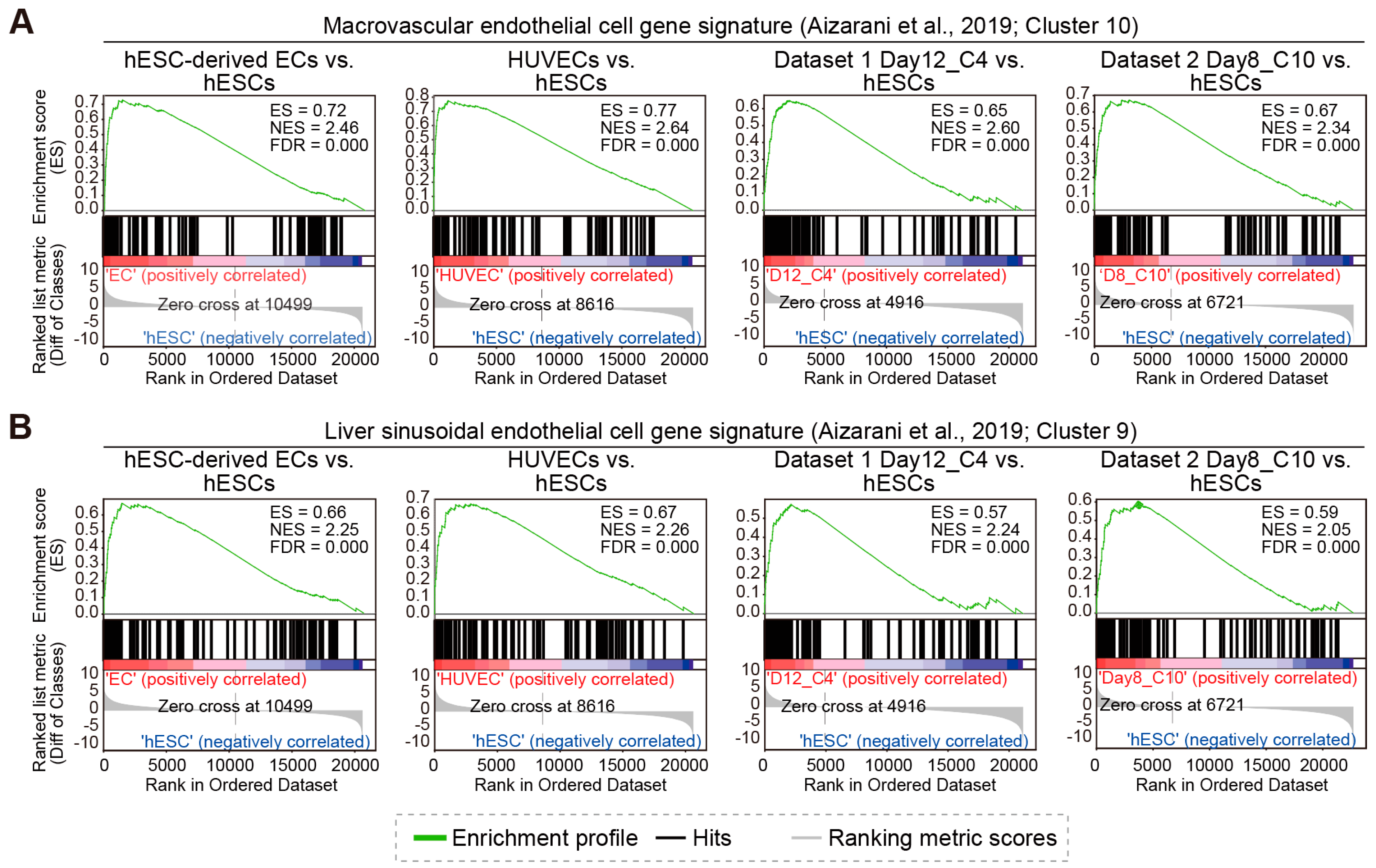Figure 6: Transcriptomic analysis aligns hESC-derived ECs with a macrovascular endothelial cell identity. Gene Set Enrichment Analysis (GSEA) was used to compare H9 hESC-derived ECs, HUVECs, and two previously published EC datasets against endothelial gene signatures from a human liver cell atlas [30]. The comparison datasets are dataset 1 (iPSC-derived ECs [31]) and dataset 2 (ESC-derived ECs [32]). (A) GSEA plots showing the enrichment of the macrovascular endothelial cell gene signature (Cluster 10). The analysis reveals strong enrichment in hESC-derived ECs and HUVECs when compared to hESCs. (B) GSEA plots showing the enrichment of the liver sinusoidal endothelial cell gene signature (cluster 9). Enrichment scores for this gene set are lower across all comparisons than for the macrovascular gene set in (A), suggesting our hESC-derived ECs are more similar to a macrovascular gene expression signature&mdash;ES, Enrichment Score; NES, Normalized Enrichment Score; FDR, False Discovery Rate.