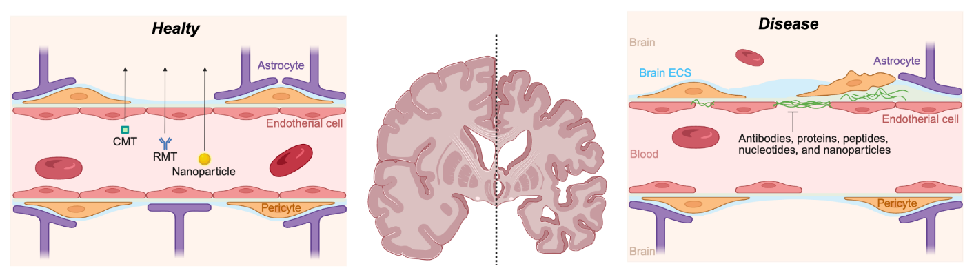 Figure 1: <p>Biological barriers and transport pathways relevant to polymer-based nano drug delivery for Alzheimer&rsquo;s disease. Schematic illustration of the blood&ndash;brain barrier (BBB) and the major transport mechanisms governing therapeutic access to the central nervous system. The BBB is formed by brain endothelial cells connected by tight junctions supported by pericytes and astrocytic end-feet, creating a highly selective interface that limits the penetration of most systemically administered drugs. Polymeric nanoparticles can exploit endogenous transport pathways, including carrier-mediated transport (CMT) and receptor-mediated transcytosis (RMT), to facilitate crossing of the BBB. CMT relies on specific membrane transporters for small molecules, whereas RMT enables vesicular transport through ligand&ndash;receptor interactions, such as transferrin or lipoprotein receptor pathways. After transcytosis, therapeutics are released into the brain extracellular space (ECS), where their diffusion and distribution determine access to neuronal and glial targets. The right panel highlights representative neurological disease contexts, including Alzheimer&rsquo;s disease, in which BBB dysfunction and altered ECS properties contribute to impaired drug delivery and therapeutic efficacy. Together, the figure illustrates how polymer-based nanocarriers are designed to overcome BBB-associated delivery constraints and improve central nervous system targeting. Created with BioRender. Kamei, K. (2026) <a href="https://BioRender.com/nw9ilmy" target="_blank" rel="noopener noreferrer">https://BioRender.com/nw9ilmy</a> (accessed on 12 January 2026).</p>