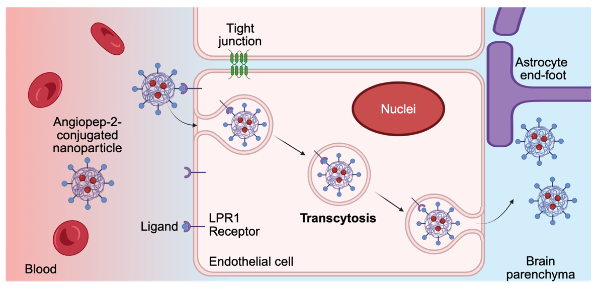 Figure 2: <p>Receptor-mediated transcytosis (RMT) across the blood&ndash;brain barrier illustrated using Angiopep-2 as an example. Schematic representation of receptor-mediated transcytosis (RMT) across the blood&ndash;brain barrier (BBB). Angiopep-2 is a targeting peptide that selectively binds to low-density lipoprotein receptor&ndash;related protein 1 (LRP1), which is highly expressed on brain endothelial cells. Following ligand&ndash;receptor binding at the luminal surface, Angiopep-2&ndash;conjugated nanoparticles are internalized via endocytosis, trafficked across the endothelial cell, and released at the abluminal side into the brain parenchyma. This pathway enables the transport of therapeutic cargoes that would otherwise be excluded by the BBB and represents a key strategy for enhancing central nervous system drug delivery. Astrocytic end-feet and endothelial cell interfaces contributing to the BBB structure are also depicted. Created with BioRender. Kamei, K. (2026) <a href="https://BioRender.com/qk0q753" target="_blank" rel="noopener noreferrer">https://BioRender.com/qk0q753</a> (accessed on 12 January 2026).</p>