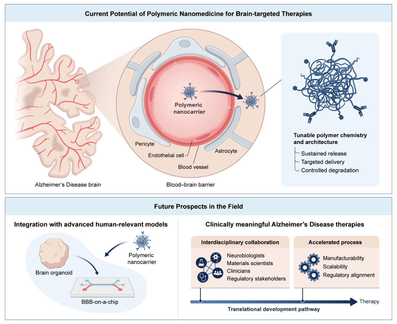 Figure 4: <p>Future prospects of polymeric nanomedicine for brain-targeted Alzheimer&rsquo;s disease (AD) therapies. The upper panel summarizes the present capabilities of polymeric nanocarriers to overcome the blood&ndash;brain barrier (BBB) and deliver therapeutics to the AD brain. Polymeric nanocarriers interact with key components of the neurovascular unit, including endothelial cells, pericytes, and astrocytes, enabling brain entry through BBB transport mechanisms. Tunable polymer chemistry and architecture allow precise control over drug loading, sustained release, targeting specificity, and biodegradation profiles. The lower panel illustrates future directions in the field, highlighting the integration of polymeric nanomedicine with advanced in vitro human-relevant models such as brain organoids and BBB-on-a-chip platforms to improve predictive power and mechanistic understanding. Clinically meaningful translation will require interdisciplinary collaboration among neurobiologists, materials scientists, clinicians, and regulatory stakeholders, alongside accelerated development pathways addressing manufacturability, scalability, and regulatory alignment, ultimately advancing polymer-based nanotherapeutics toward effective Alzheimer&rsquo;s disease treatments.</p>
