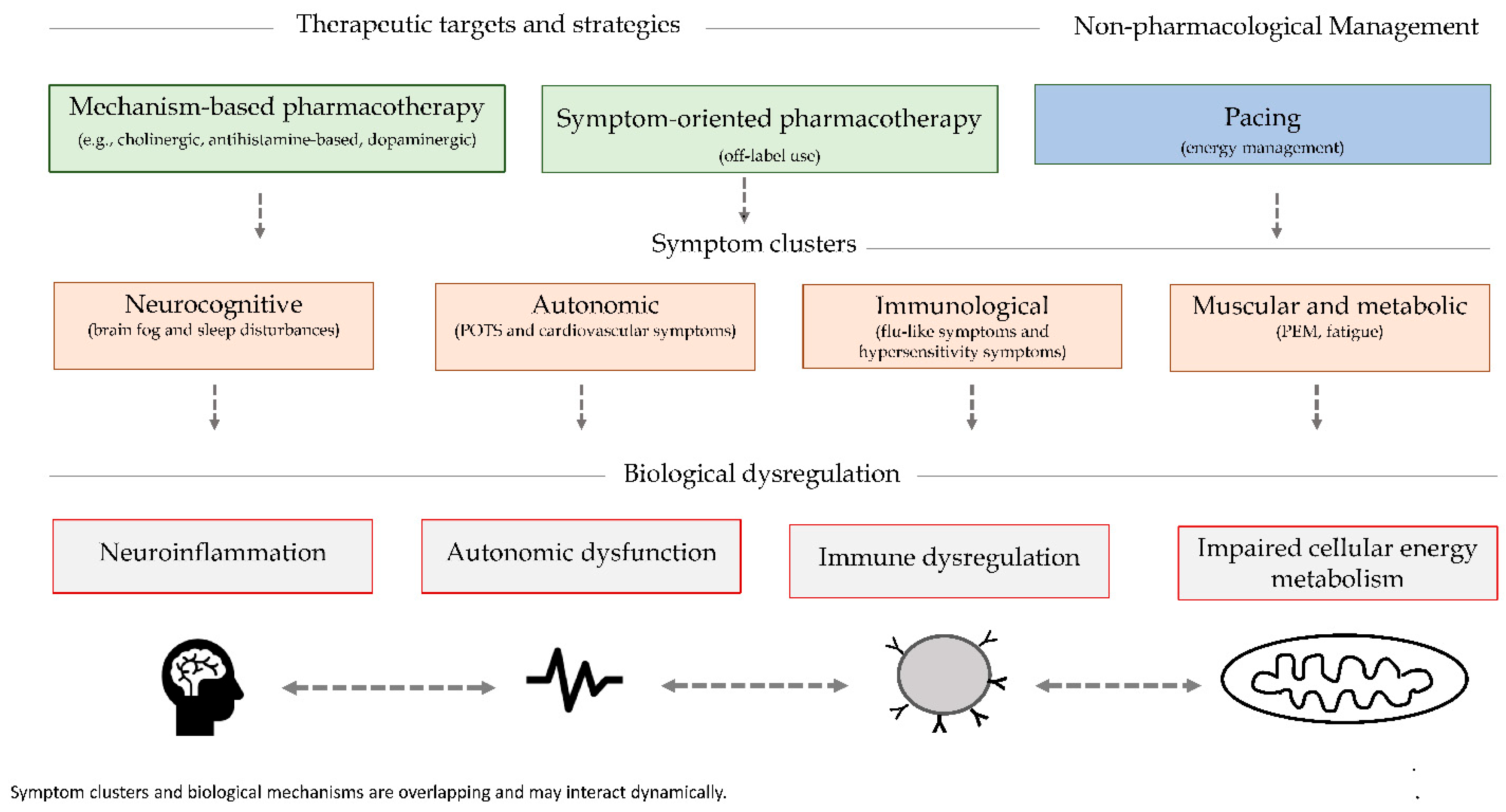 Figure 2: <p>Conceptual framework of therapeutic strategies, symptom clusters, and biological dysregulation in ME/CFS. Mechanism-based and symptom-oriented pharmacological approaches, together with non-pharmacological management strategies such as pacing, may target distinct but overlapping symptom clusters, including neurocognitive, autonomic, immunological, and muscular/metabolic manifestations. These symptom domains are associated with interacting biological mechanisms, including neuroinflammation, autonomic dysfunction, immune dysregulation, and impaired cellular energy metabolism. The figure illustrates the dynamic and interconnected nature of symptom presentation and underlying pathophysiology.</p>