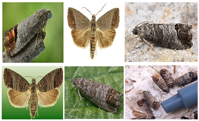 Figure 2: <p>Process flow for single-UE multi-SCAS testing.</p>