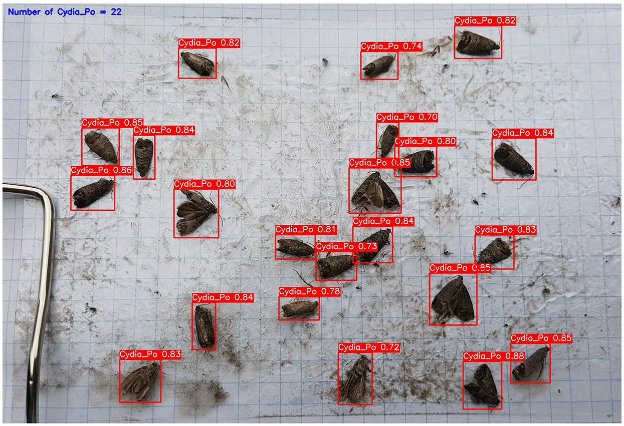 Figure 17: <p>Performance evaluation of the YOLOv11m model in detecting cydia pomonella pests (adapted from [<a href="#ref74">74</a>]).</p>