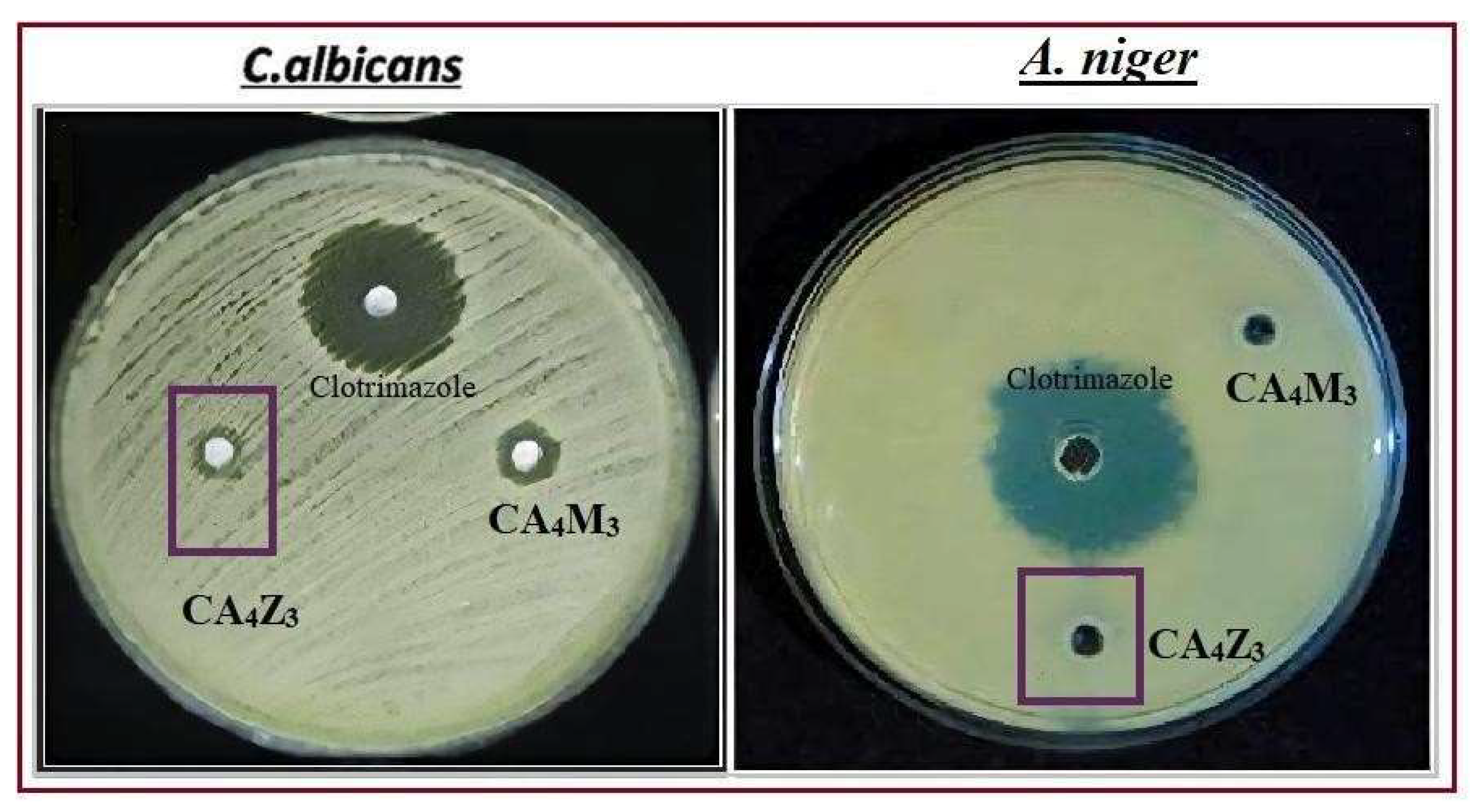 Figure 9: <p>Antifungal activity of CA<sub>4</sub>Z<sub>3</sub> nanocomposite hydrogels.</p>