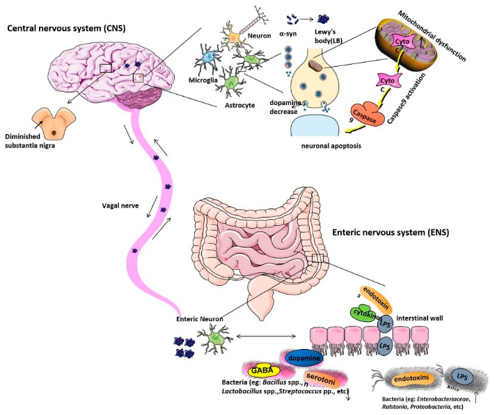 Figure 1: Etiological Mechanism of Parkinson&rsquo;s Disease [30].
