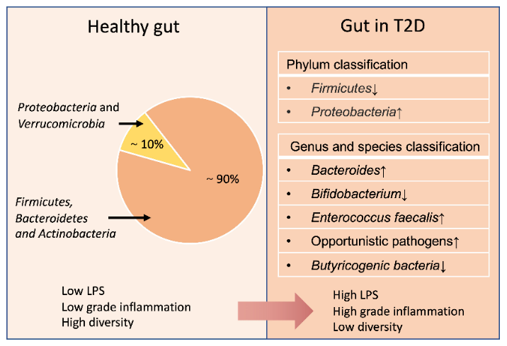 Figure 2: Comparison of intestinal flora between healthy and type II diabetes subjects [16].
