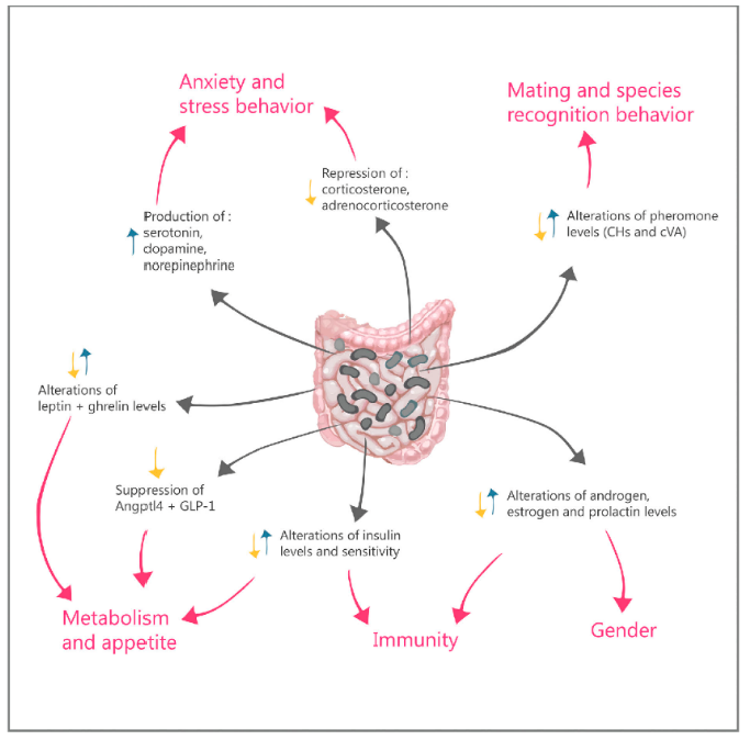 Figure 3: Hormonal impact of gut microbiota on the host. Text and grey arrows refer to how different hormone levels are affected by the gut microbiome. The pink arrows and text indicate the effects of these hormonal changes on host outcomes (e.g. behavior).
