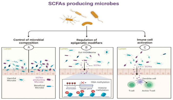 Figure 4: The suppression mechanism by SCFA-producing microbes in Colorectal Cancer. (A) Microbes that produce SCFAs raise the amounts of beneficial and SCFA-producing bacteria while decreasing the number of harmful bacteria. (B) SCFAs generated from the gut microbiota control epigenetic modifiers that control chromatin shape. (C) SCFAs generated from the gut microbiota are linked to inflammation and immune cell activation [103].
