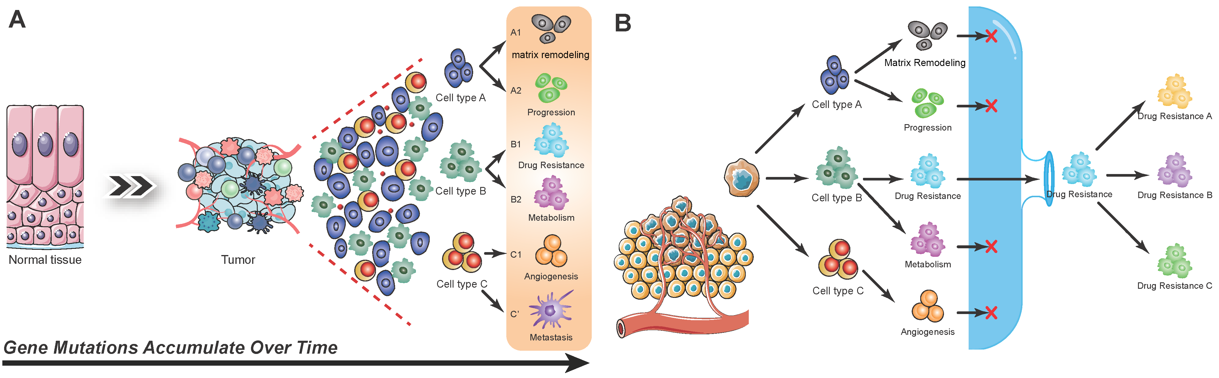 Figure 1: <p>The formation and evolution of tumor heterogeneity. (<strong>A</strong>) Tumor heterogeneity in time and space. Spatial heterogeneity: diverse cell populations in the orange box vs. earlier stages. Temporal heterogeneity: positional, morphological, and functional variations among cells in the box. Horizontal axis: tumor progression over time. (<strong>B</strong>) Bottleneck effects in tumor progression. External selection pressures, such as radiotherapy or drug therapy, create a &ldquo;bottleneck effect,&rdquo; allowing only specific cell subpopulations with advantageous phenotypes to survive. For example, drug-resistant cells gain a selective advantage, gradually increasing their proportion within the tumor cell population.</p>