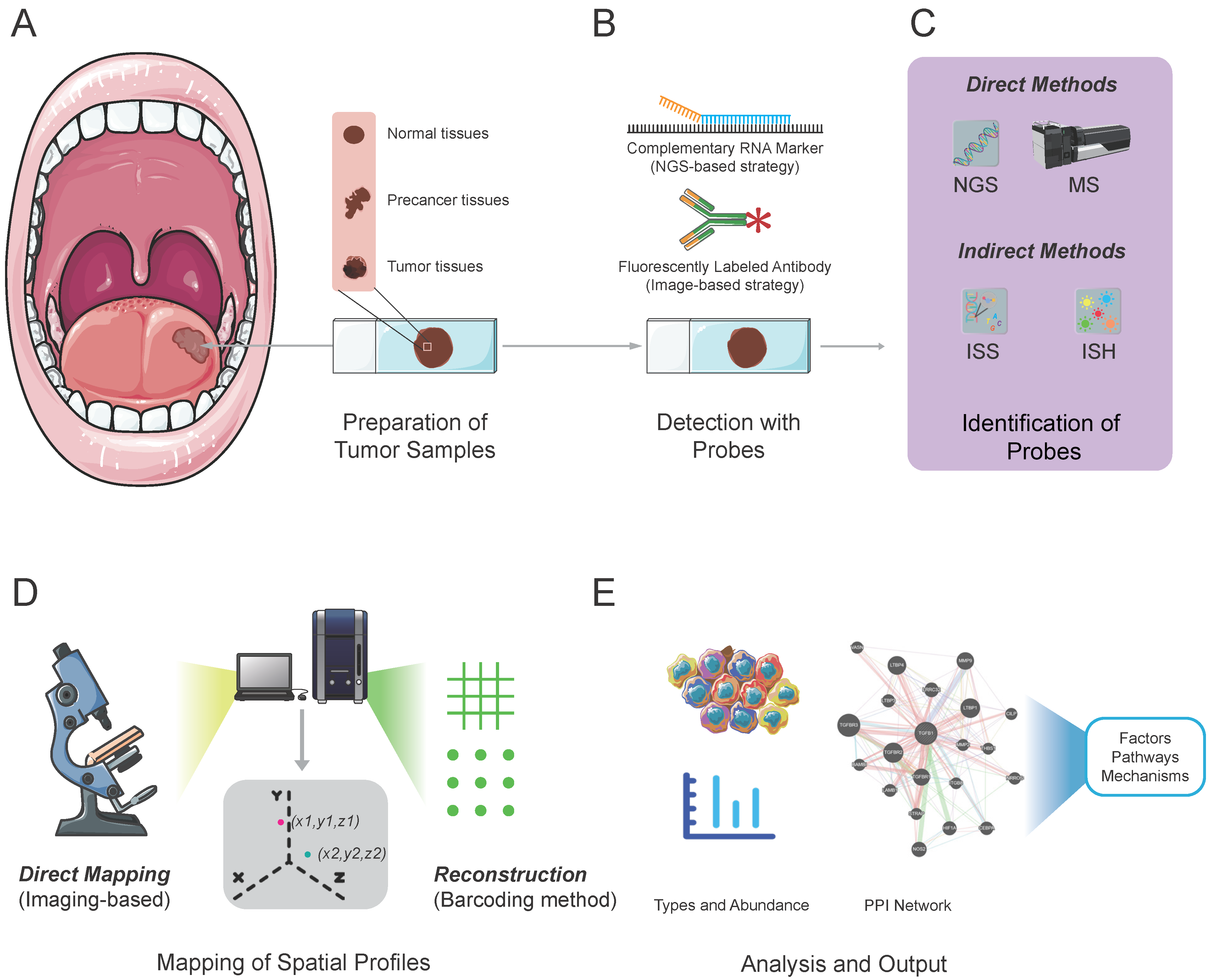 Figure 2: <p>Workflow for Studying Tumors by Spatial Omics. (<strong>A</strong>) Tumor sample preparation. For studying heterogeneity, including normal/precancerous and tumor tissues is needed. (<strong>B</strong>) Probe-based detection of expression profiles. Oligonucleotide probes (barcode-encoded at one end) or fluorescently labeled antibodies bind specific nucleic acids, proteins, or small molecules. (<strong>C</strong>) Identification of bound molecules. Use next-generation sequencing (NGS) or mass spectrometry (MS) for direct detection, or indirectly via individual probe markers. (<strong>D</strong>) Spatial mapping. Imaging methods yield direct images; sequencing methods reconstruct patterns from pre-acquired coordinates. (<strong>E</strong>) Analysis and output. Quantify/validate metrics such as biomolecular abundance, regulatory functions, and protein-protein interaction (PPI) networks to uncover key factors, pathways, and mechanisms underlying tumor behavior. Note. PPI network generated using the GeneMANIA platform [<a href="#ref66">66</a>]. No additional permission required for academic use, as per GeneMANIA website.</p>