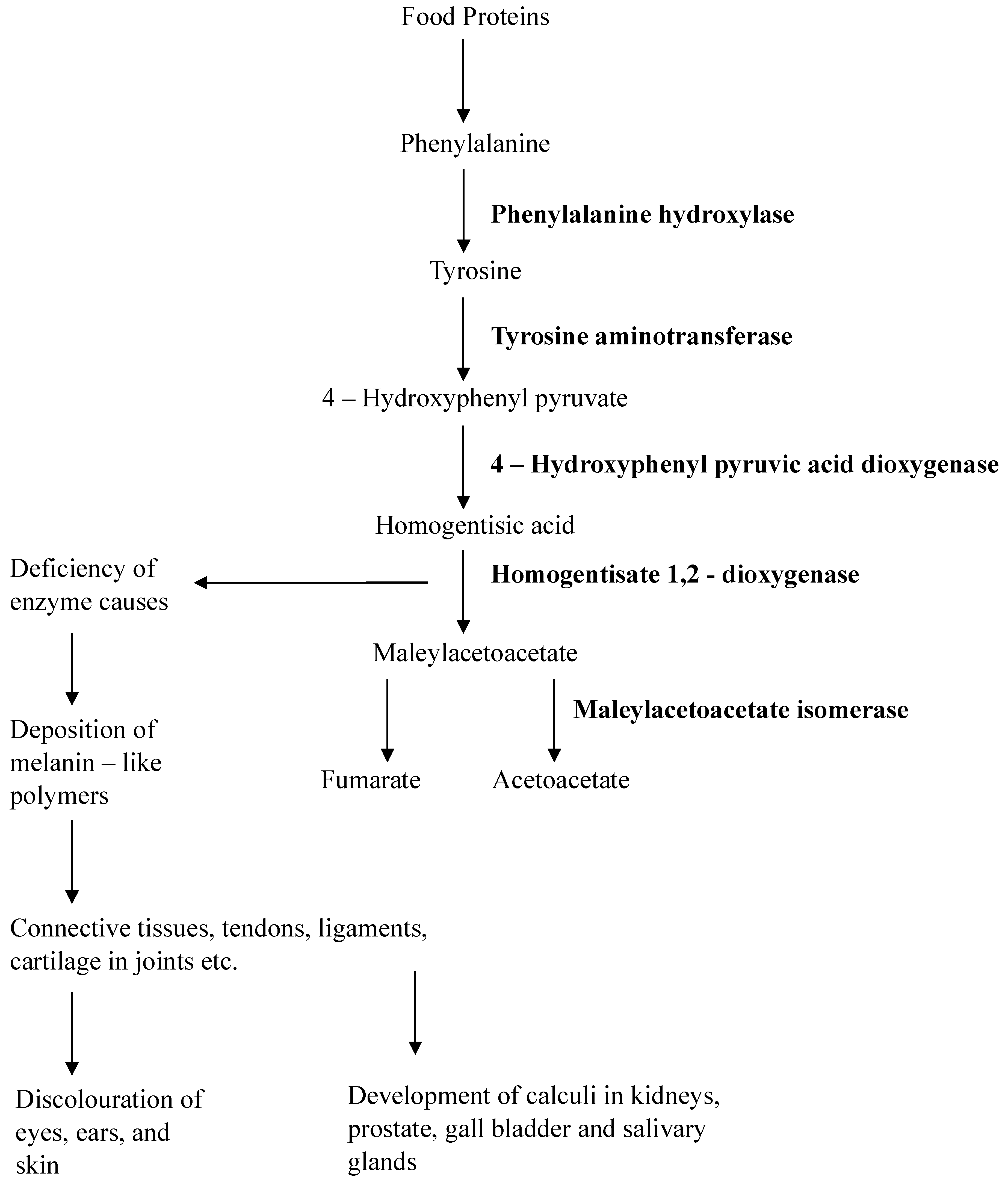 Figure 1: <p>Pathophysiology of alkaptonuria.</p>
