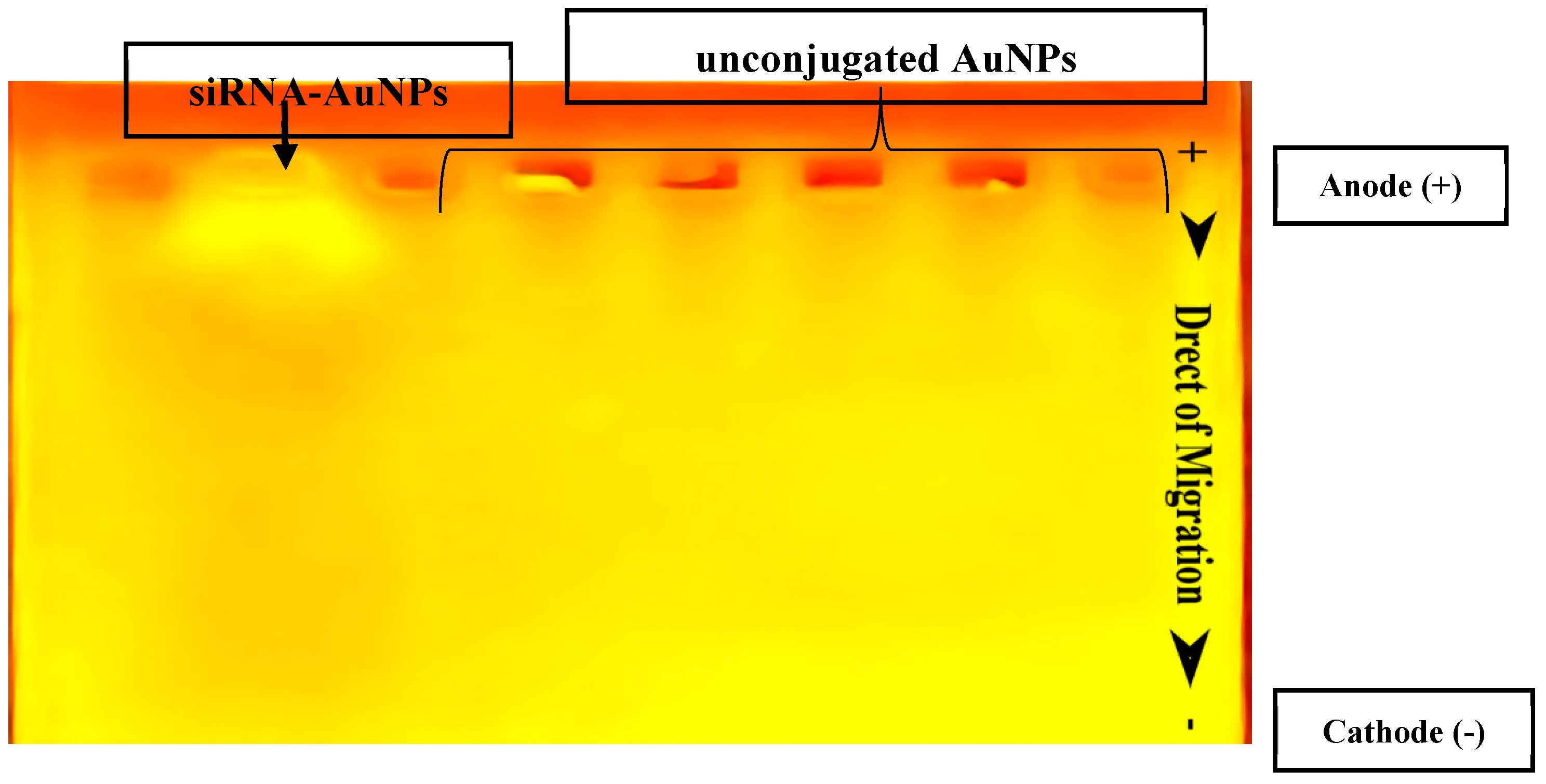 Figure 4: <p>Agarose gel electrophoresis of siRNA-AuNPs conjugates on 1.5% agarose gels stained with red safe stain and run for one hour at 100 V. The conjugated siRNA-AuNPs mostly stayed in the gel wells and showed clear fluorescent signals, marked by arrows. This reflects the larger size and slower movement of the nanoparticle-siRNA complexes through the gel. In contrast, the unconjugated gold nanoparticles migrated in the opposite direction from standard DNA because of their surface charge.</p>