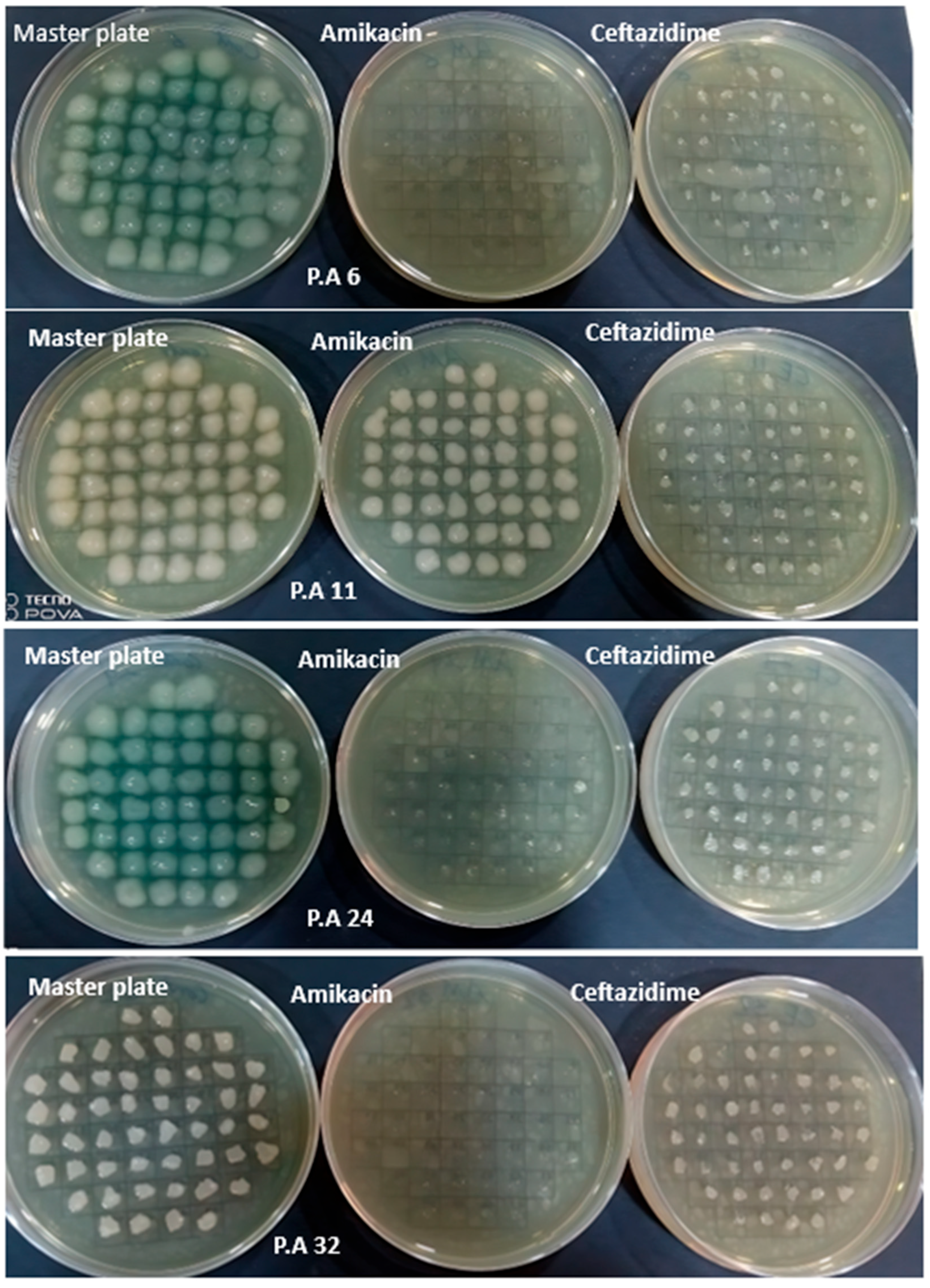 Figure 5: <p>Replica plate method of <em>P. aeruginosa</em> isolates after silencing intI gene.</p>
