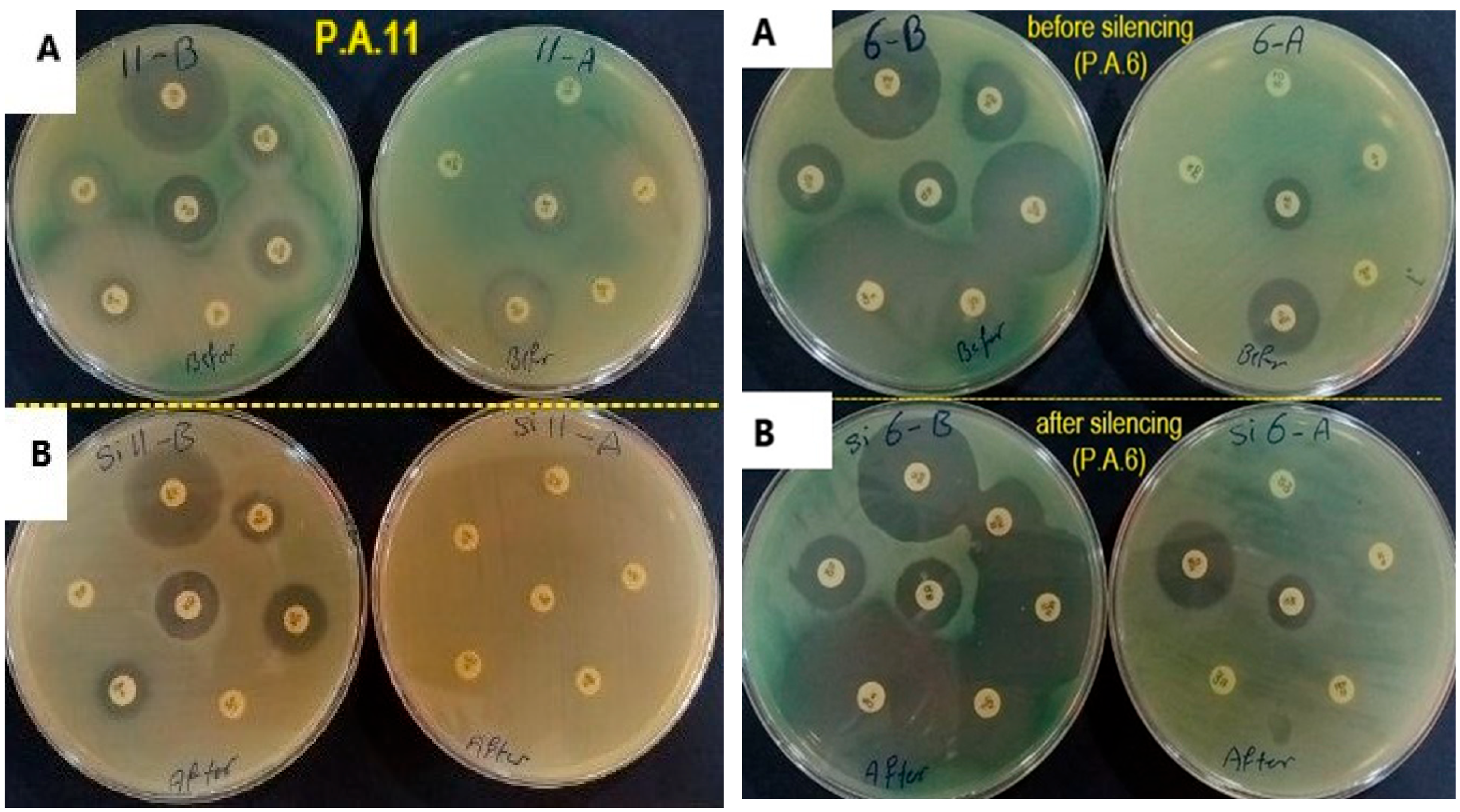 Figure 6: <p>Phenotypic alteration by disc diffusion methods for Antibiotic susceptibility before and after silencing (<strong>A</strong>: before silencing; <strong>B</strong>: after silencing). The top two plates for isolates before silencing, and the bottom two plates for isolates after being treated with siRNA.</p>