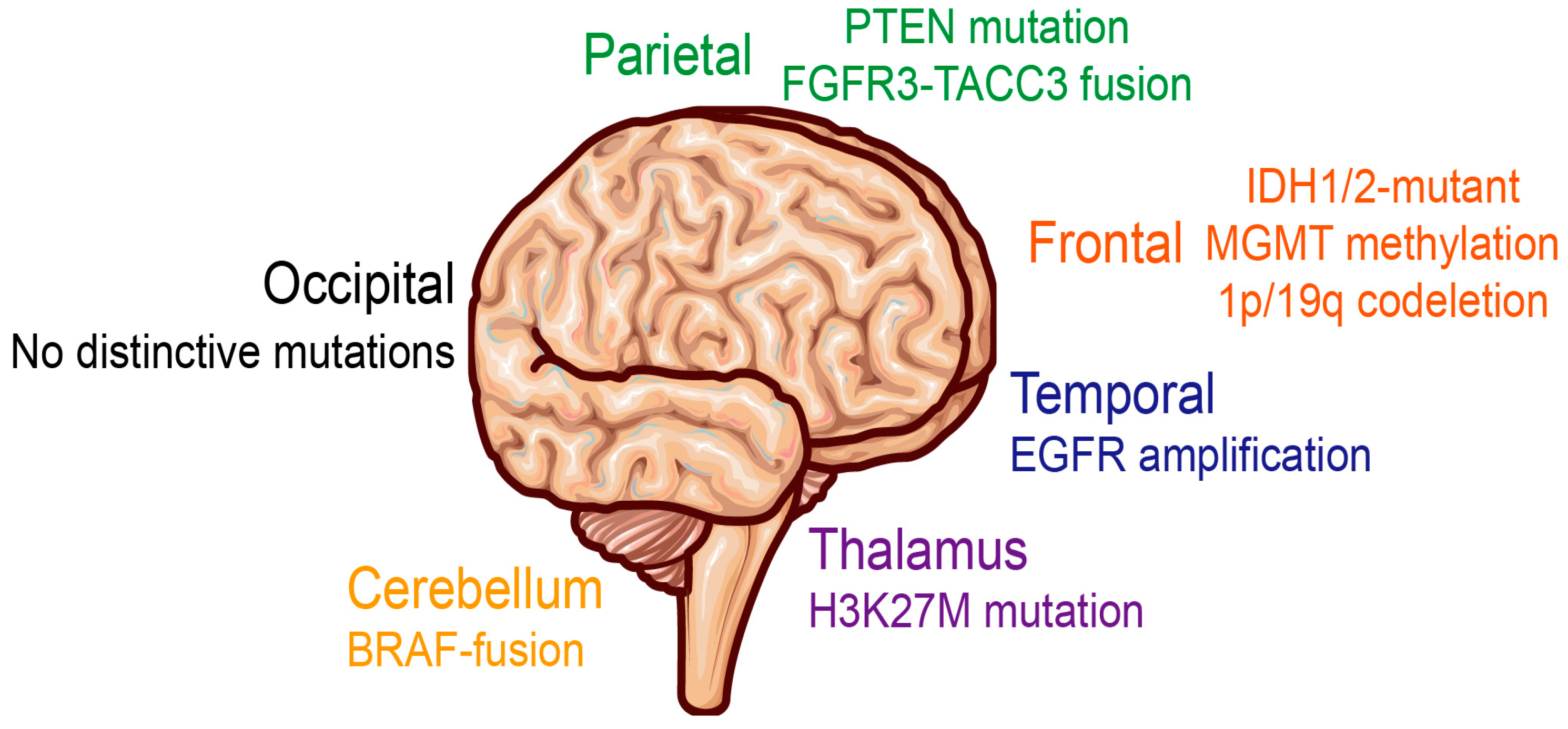 Figure 1: <p>Molecular landscape of gliomas across main brain regions.</p>