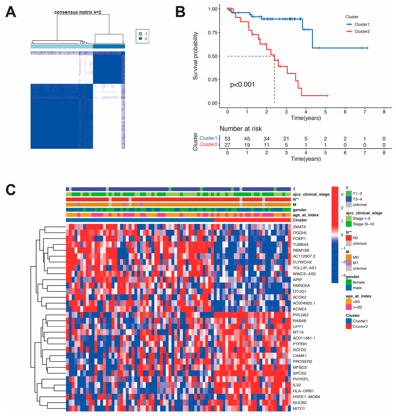 Figure 2: Differential clinicopathological features and survival of Uveal melanoma in two subtypes. (A) Consensus clustering matrix for k = 2. (B) The overall survival (OS) in different subtypes. (C) Heatmap and clinicopathologic features of the two clusters (cluster 1/2). ** p < 0.01.
