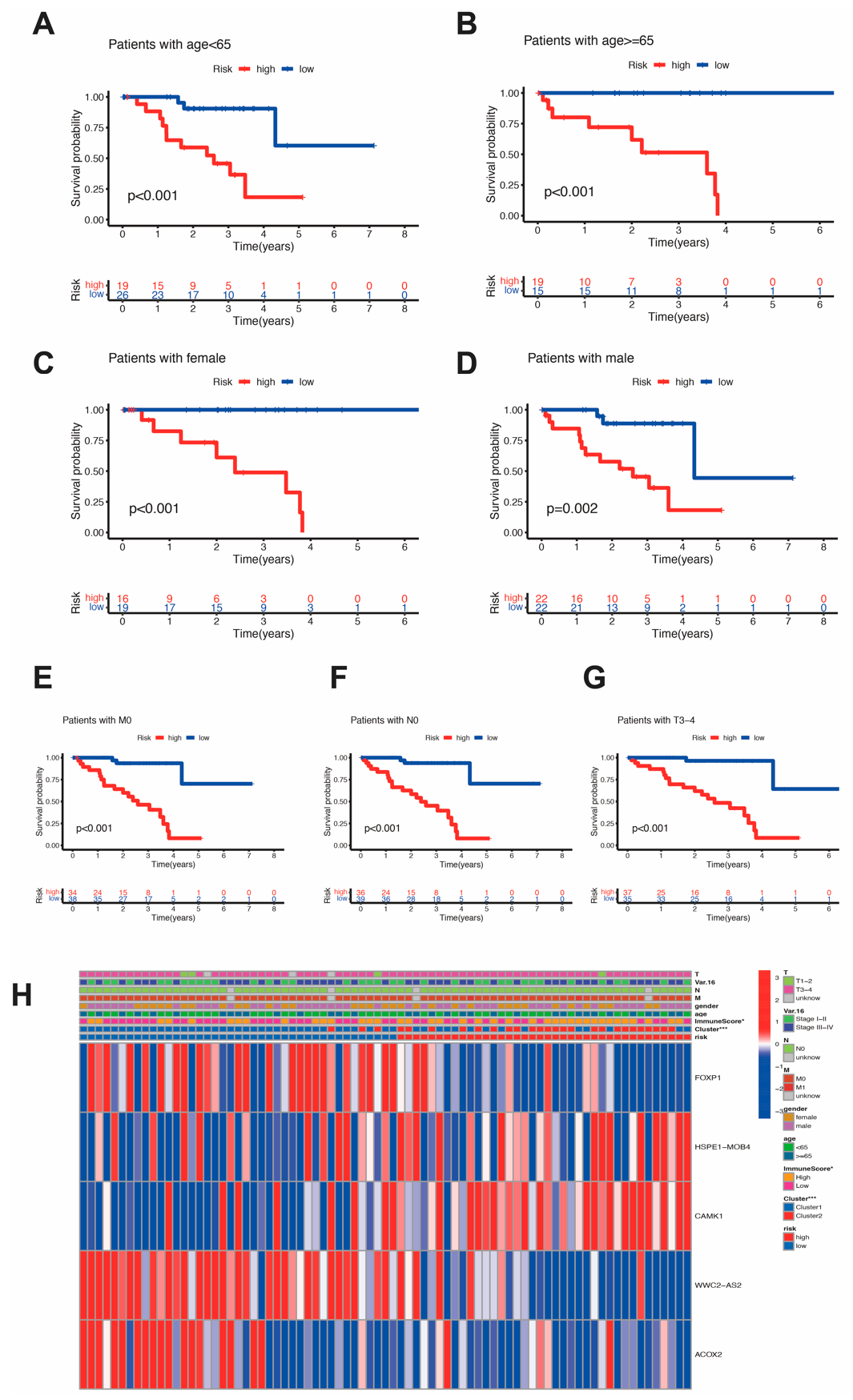 Figure 6: Relationship between the OS and clinical features. (A–G) Relationship between the OS and age, gender, M stage, N stage and T stage. (H) Different expression of prognostic genes in different clusters and above clinical features.
