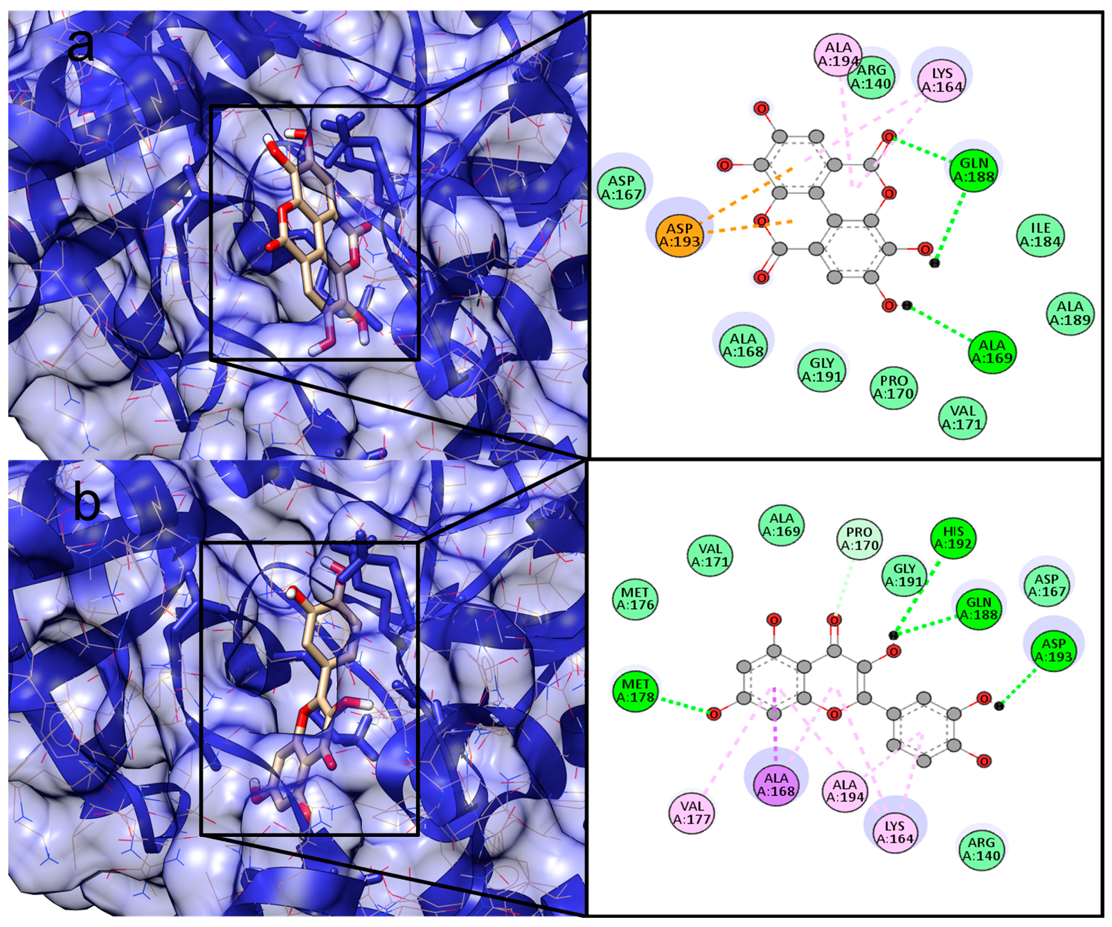 Figure 3: <p>Maps of interactions with amino acid residues in the catalytic site of the PknA protein (PDB ID: 4OW8). (<strong>a</strong>) Ellagic Acid and (<strong>b</strong>) Quercetin. <strong>Font:</strong> BIOVIA, 2024.</p>
