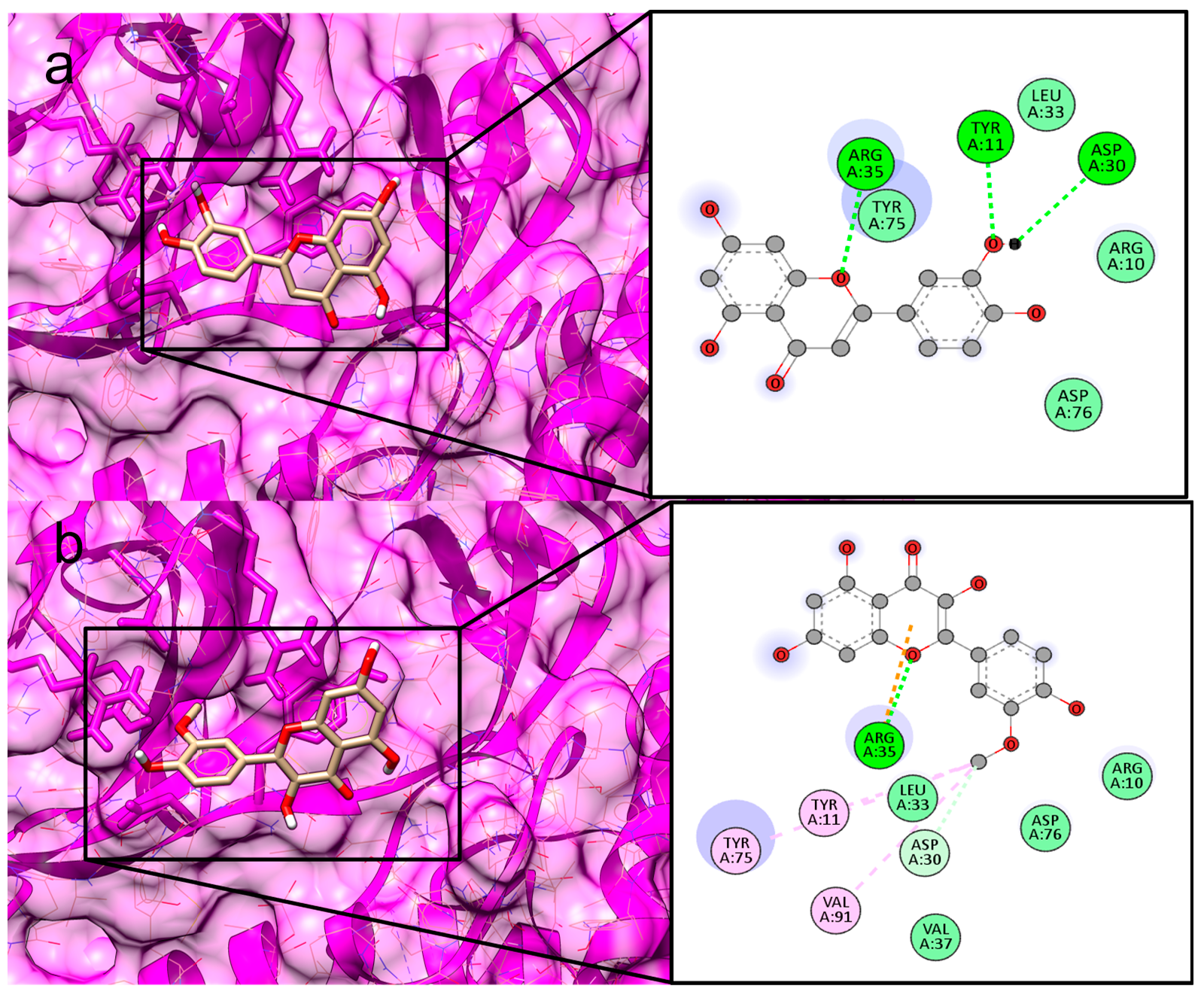 Figure 4: <p>Maps of interactions with the amino acid residues of the catalytic site of the PknB protein (PDB ID: 1MRU). (<strong>a</strong>) Luteolin and (<strong>b</strong>) Isoharminetin. <strong>Font:</strong> BIOVIA, 2024.</p>
