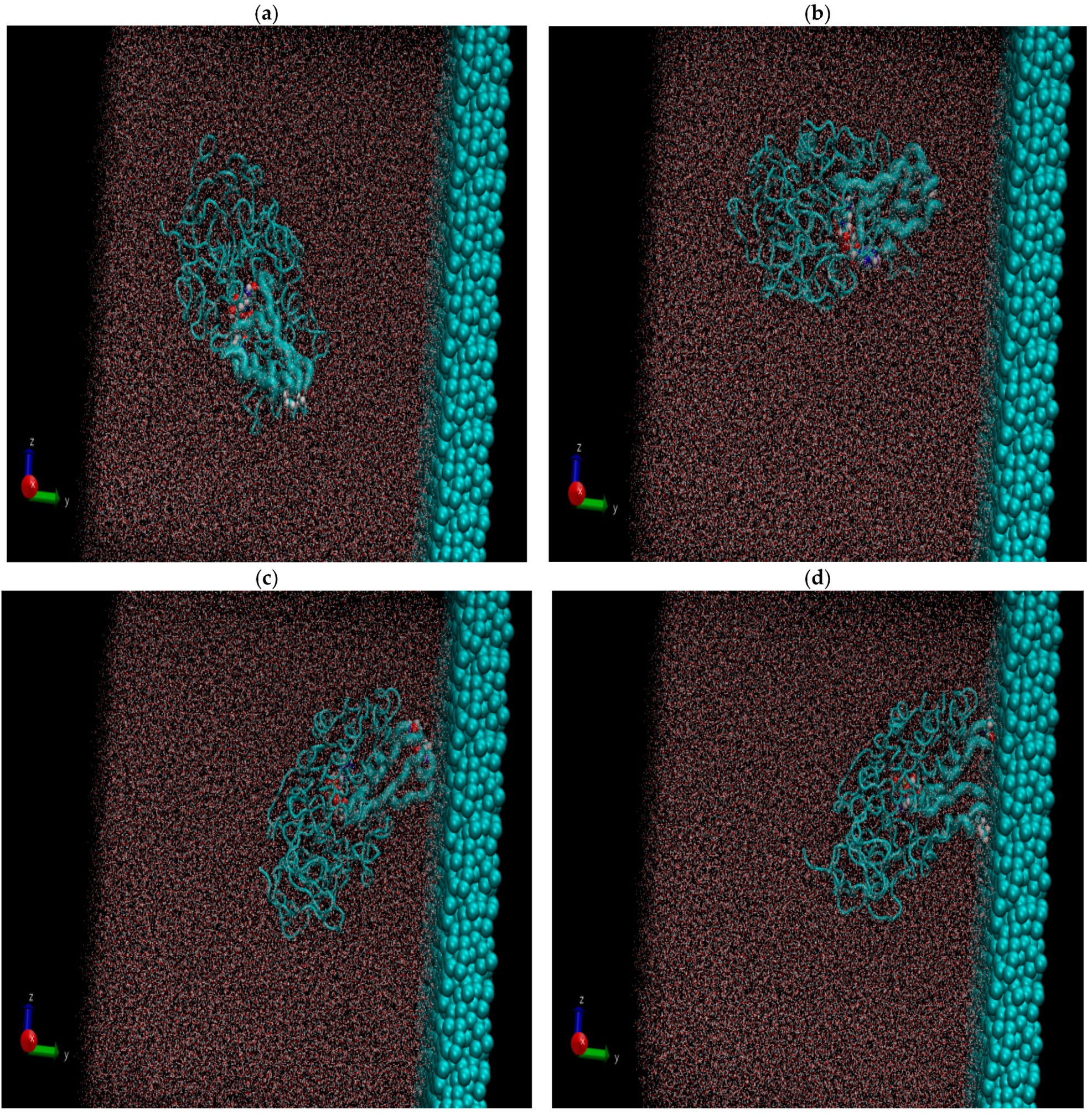 Figure 2: Absorption of ADH+NAD on carbon graphite (C-surface) for 100 ns dynamical and conformational changes. (a,b) The upper images show the position of ADH+NAD before adsorption on carbon surfaces (about 60 ns); (c,d) the lower images show the approach of ADH+NAD and the close contact formation with the C-surface. Two catalytic ADH loops are enlarged in size.
