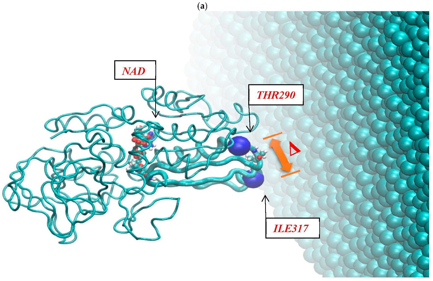 Figure 3: (a) The positions of the ADH+NAD catalytic loops on the carbon graphite surface. (b) Dynamics of the distance between the ADH+NAD catalytic loops as a function of time.
