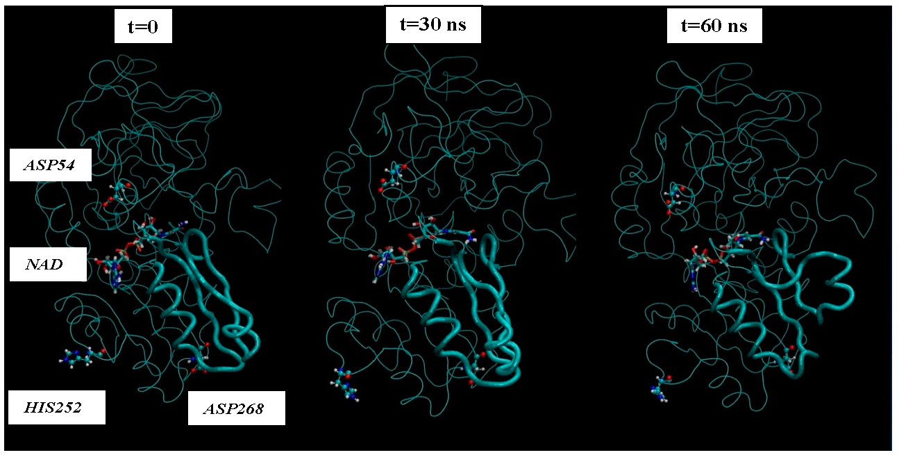Figure 5: Dynamics of orientation of two catalytic loops and three titrated amino acid residues ASP54, HIS252 and ASP268 over time.
