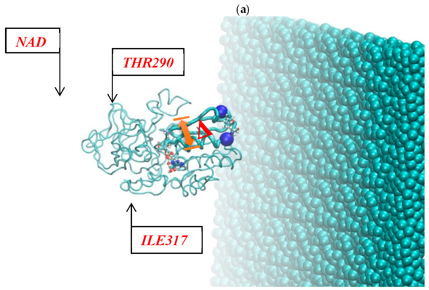 Figure 7: (a–c). The positions of the ADH+NAD catalytic loops on the graphite carbon surface in the initial (a), intermediate (50 ns) (b) and final (100 ns) states (c).
