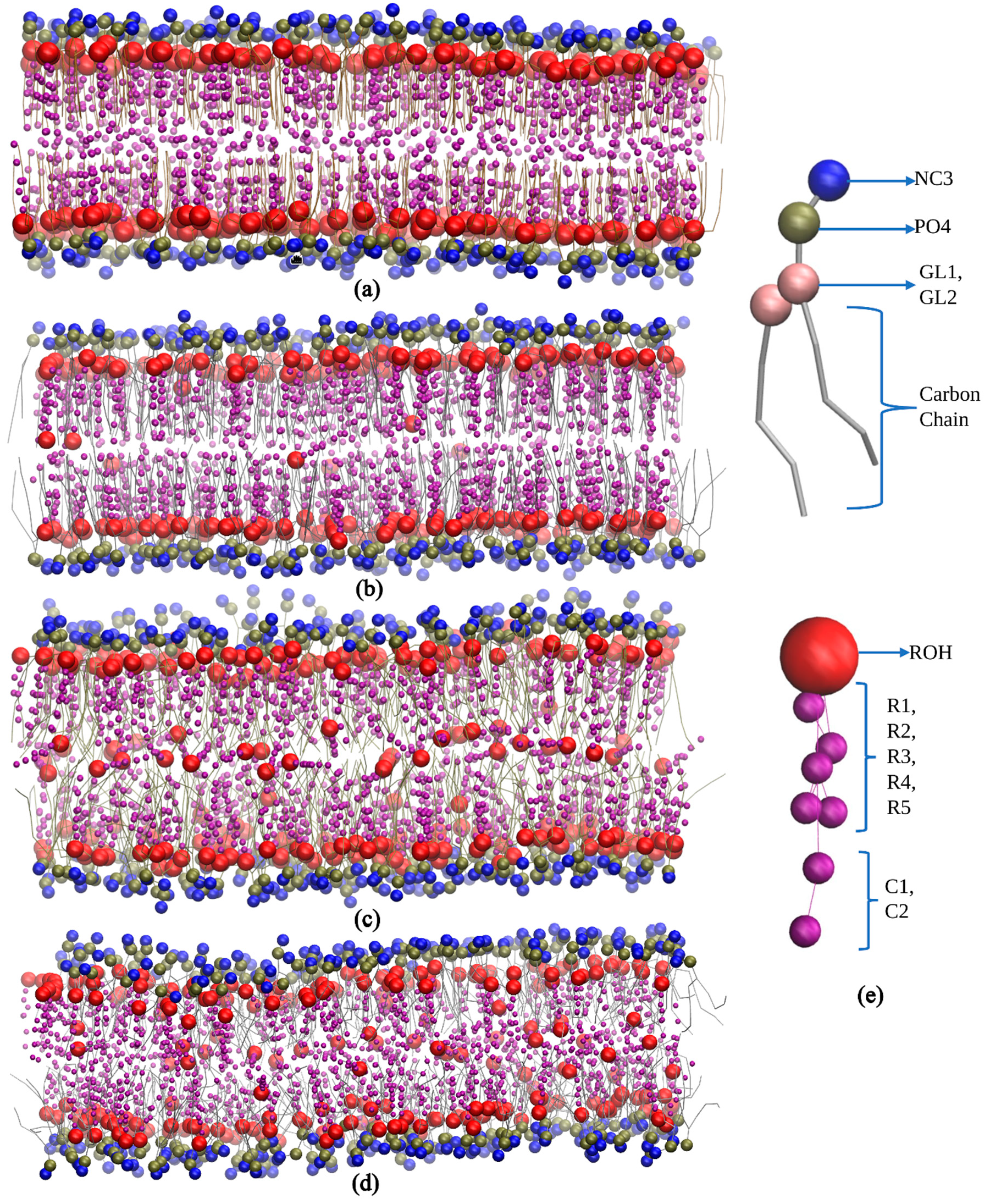 Figure 1: <p>The dynamic visualization of lipid bilayers (<strong>a</strong>) DLPC, (<strong>b</strong>) POPC, (<strong>c</strong>) DGPC, and (<strong>d</strong>) DIPC with 50% concentration of cholesterol. (<strong>e</strong>) Beads representation.</p>

