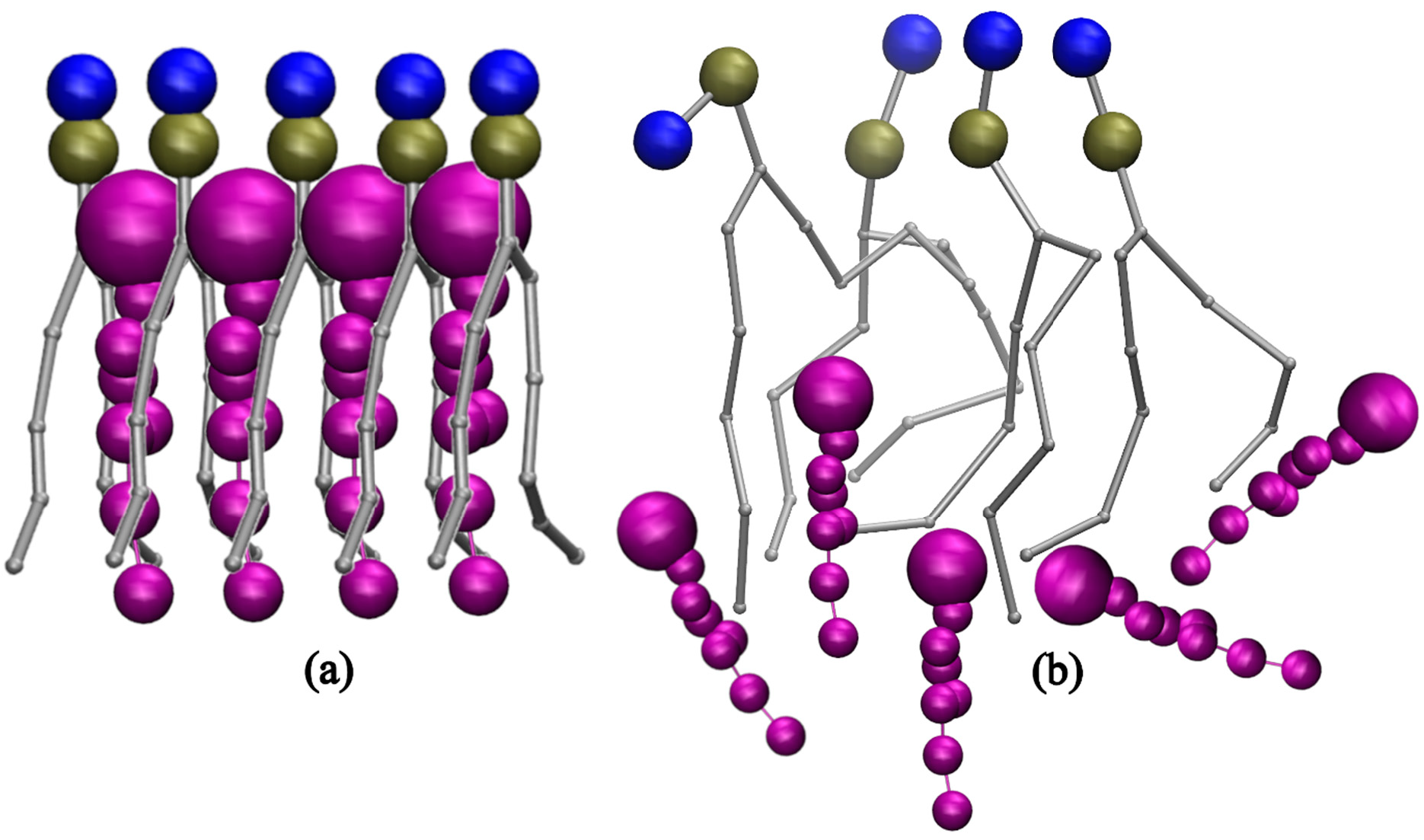 Figure 10: <p>The demonstration of the ordering of cholesterol in lipid packing. (<strong>a</strong>) Acyl chains with no double bonds have less flexibility and are arranged in a linear fashion allowing cholesterol molecules between them, (<strong>b</strong>) Acyl chains with double bonds are more flexible and randomly oriented not allowing cholesterol molecules between them.</p>
